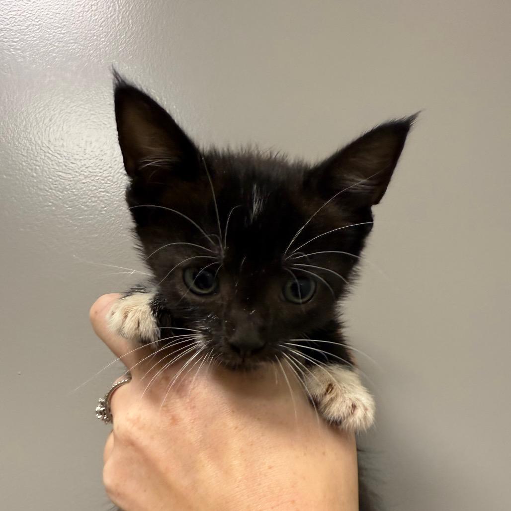 Spruce, Adoptable, Kitten Female Domestic Short Hair.