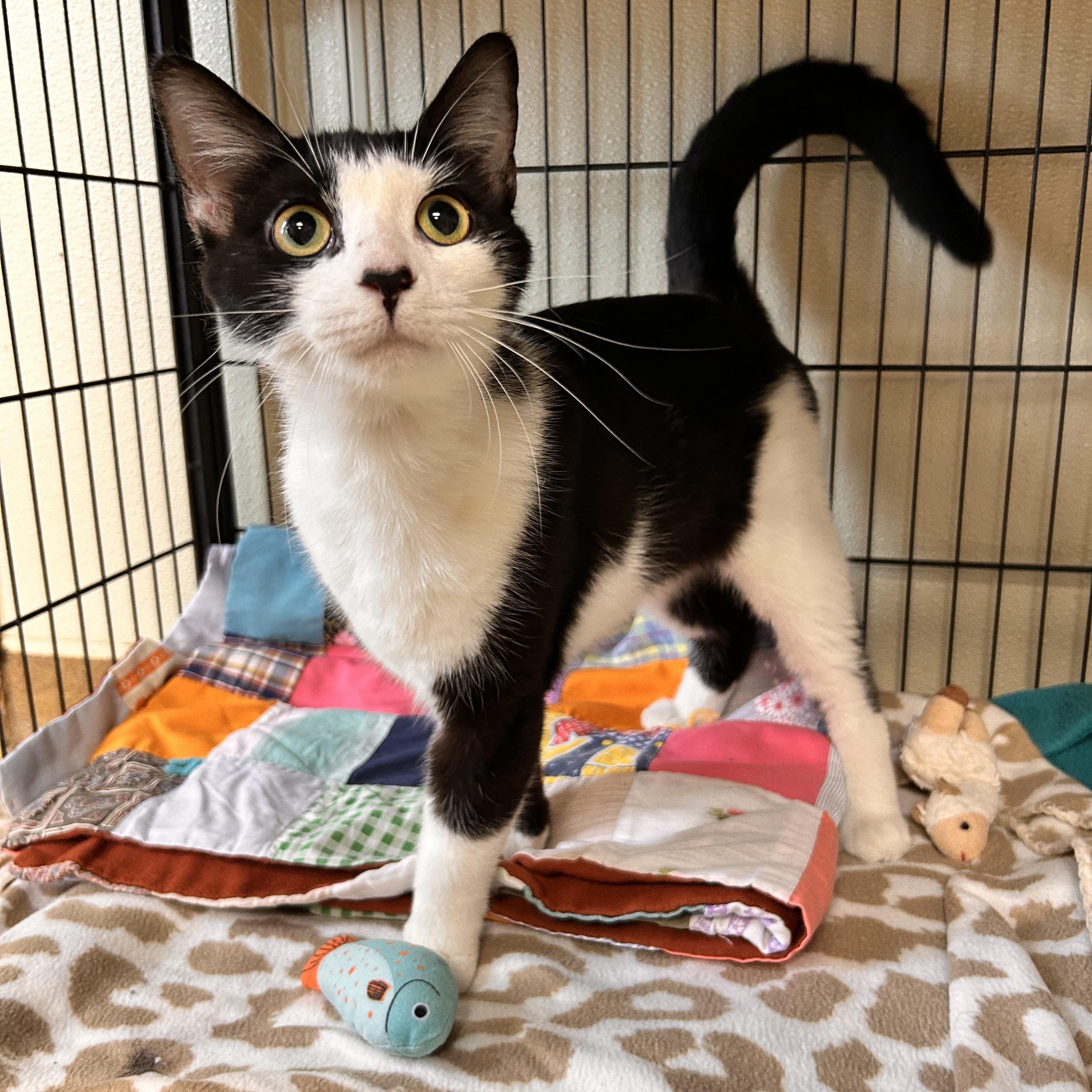 Worm, an adopted Domestic Short Hair in Myerstown, PA image 1/2