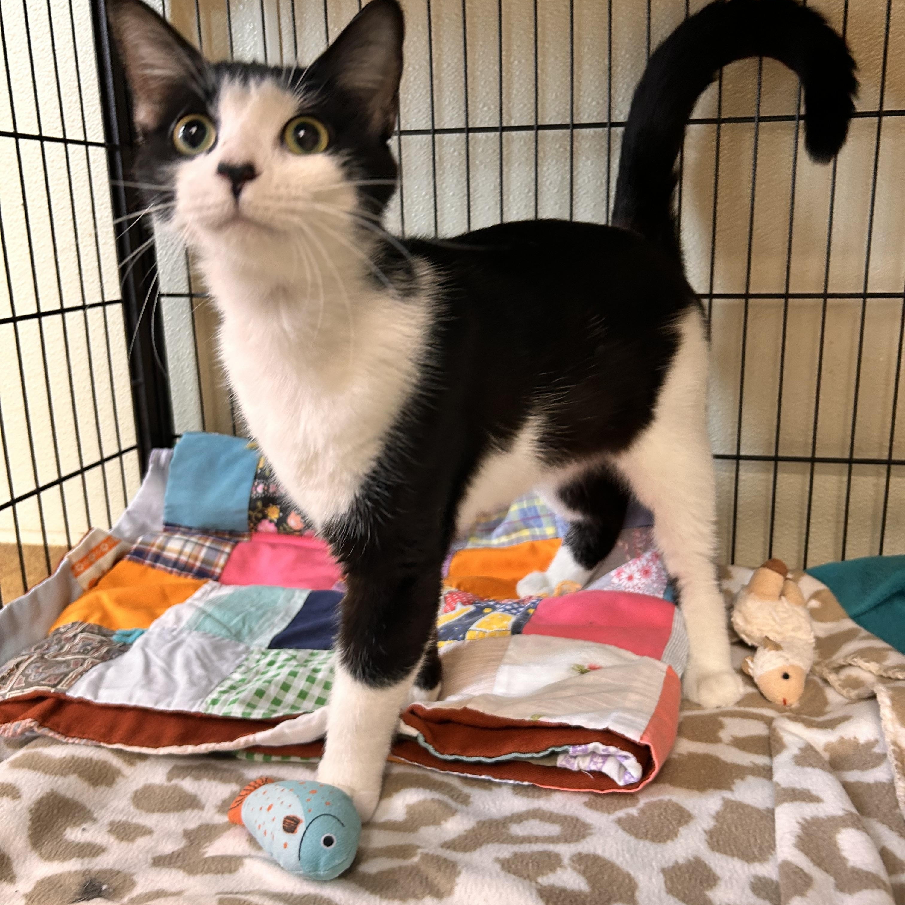 Worm, an adopted Domestic Short Hair in Myerstown, PA image 2/2