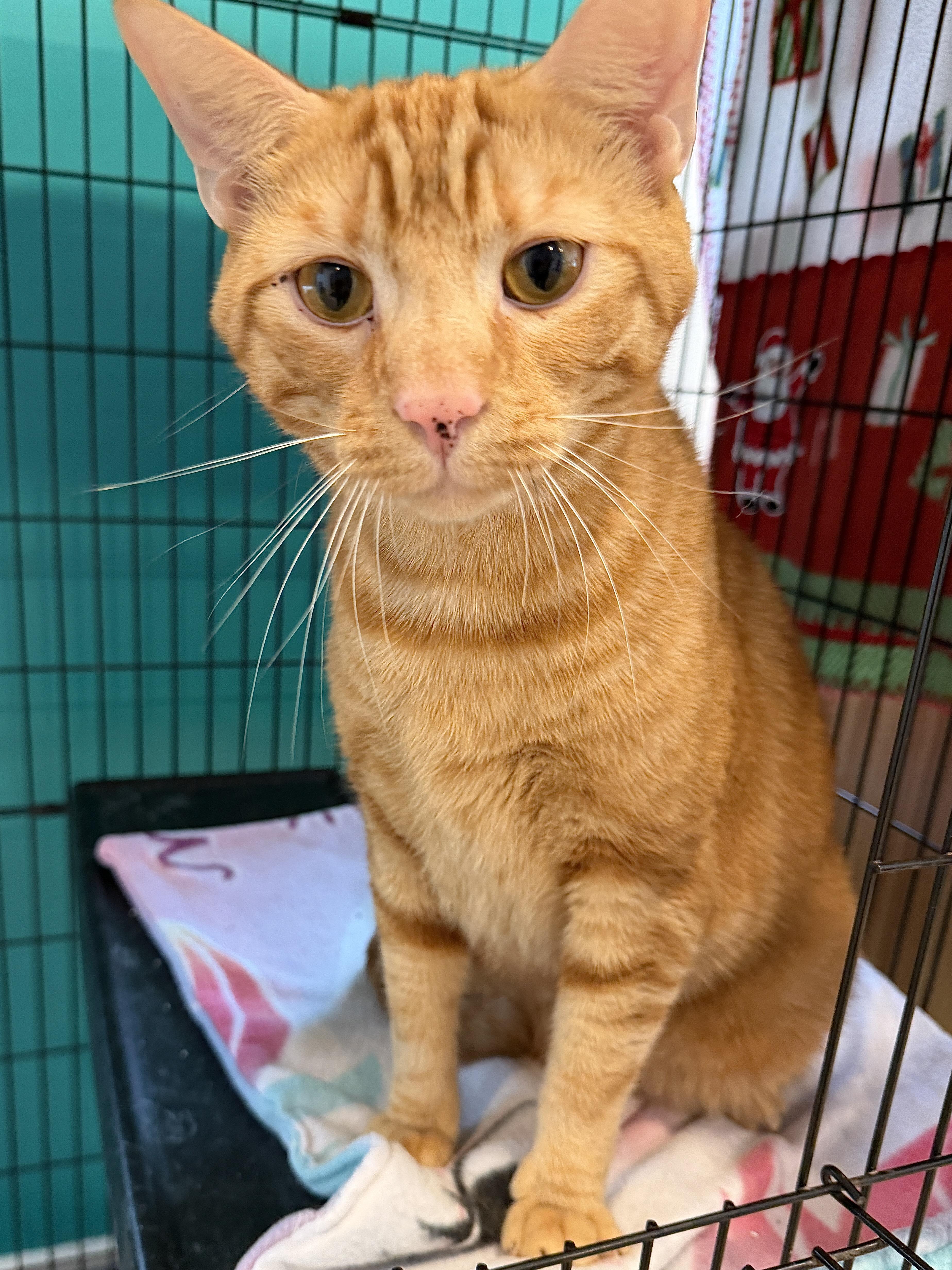 Enlarge Norman, a ADOPTABLE American Shorthair in Hull, MA image 2/3