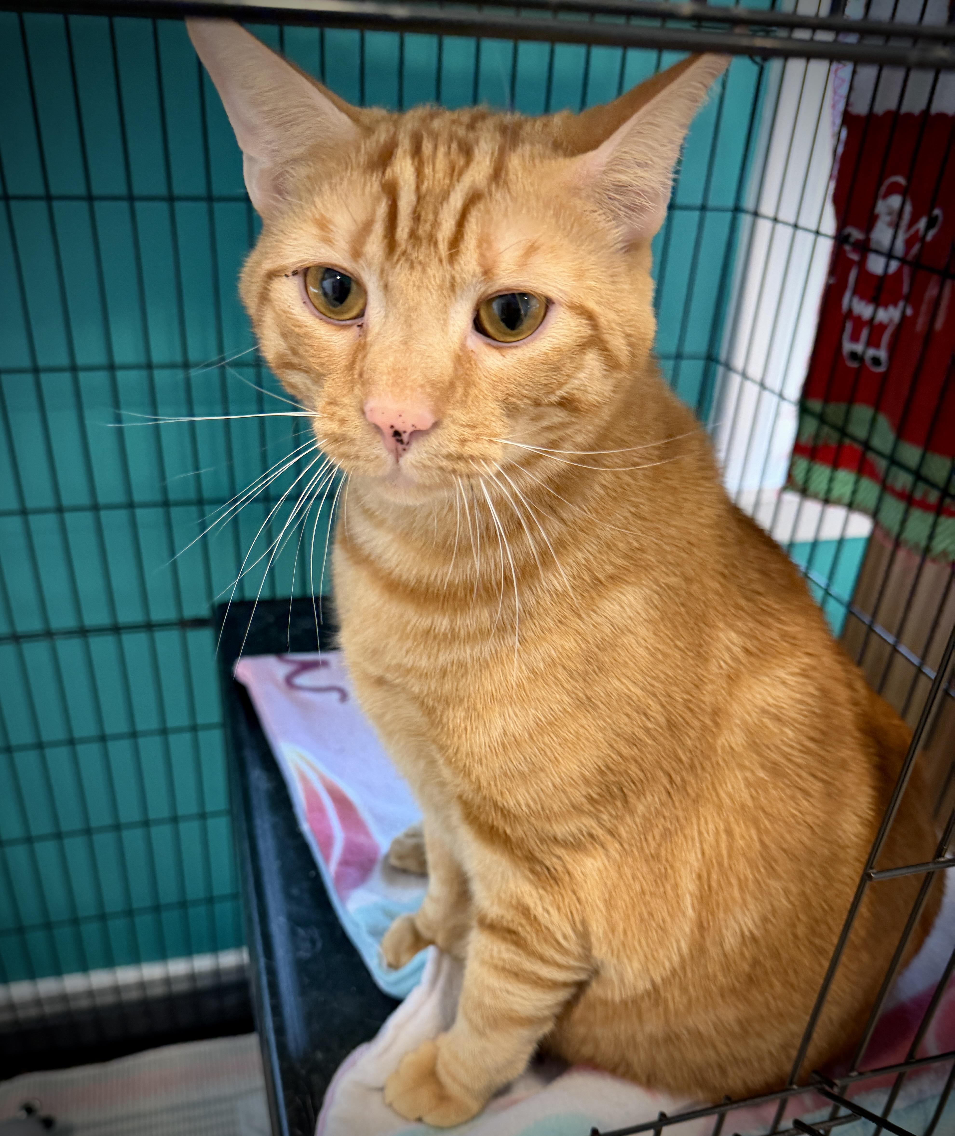 Norman, adopted, Adult Male American Shorthair.