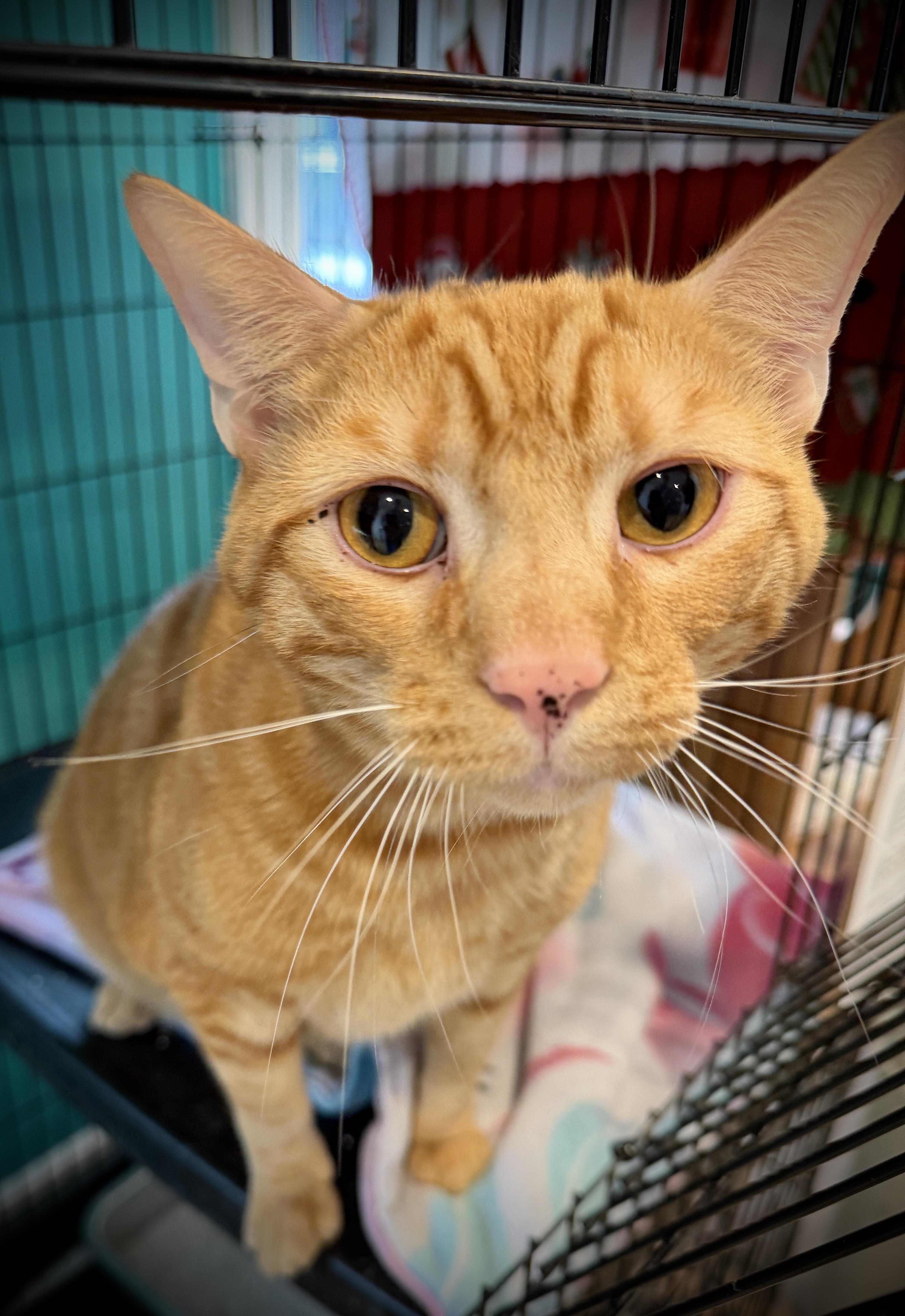 Enlarge Norman, a ADOPTABLE American Shorthair in Hull, MA image 3/3