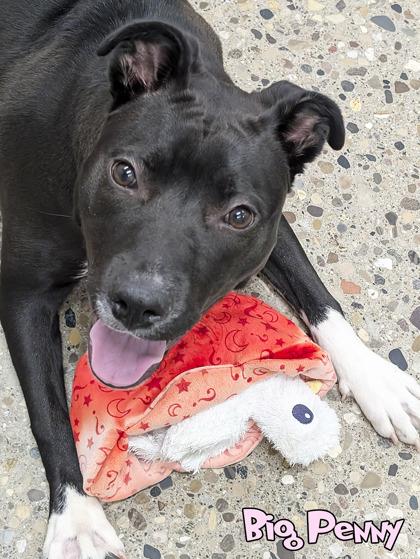 Enlarge Big Penny, a Adoptable mixed breed in Mason, MI image 1/2