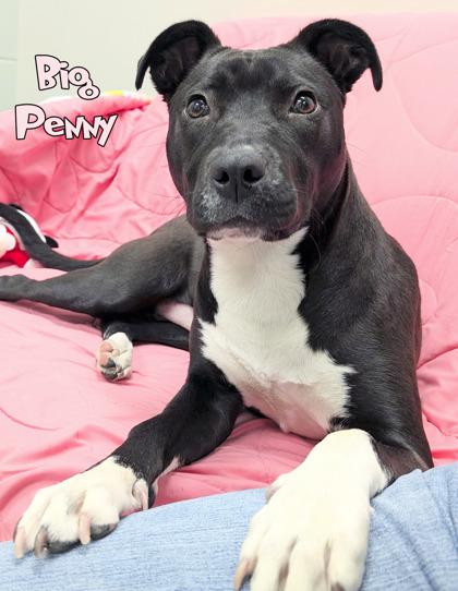 Enlarge Big Penny, a Adoptable mixed breed in Mason, MI image 2/2