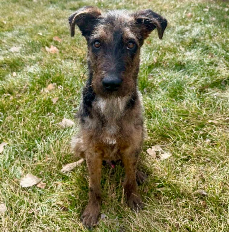 Pinto, ADOPTABLE, Young Male Miniature Schnauzer & Mixed Breed.