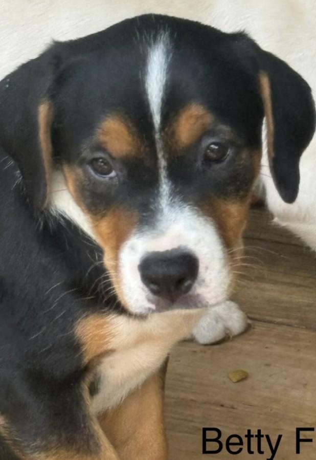 Betty, adopted, Puppy Female Labrador Retriever & Mixed Breed.