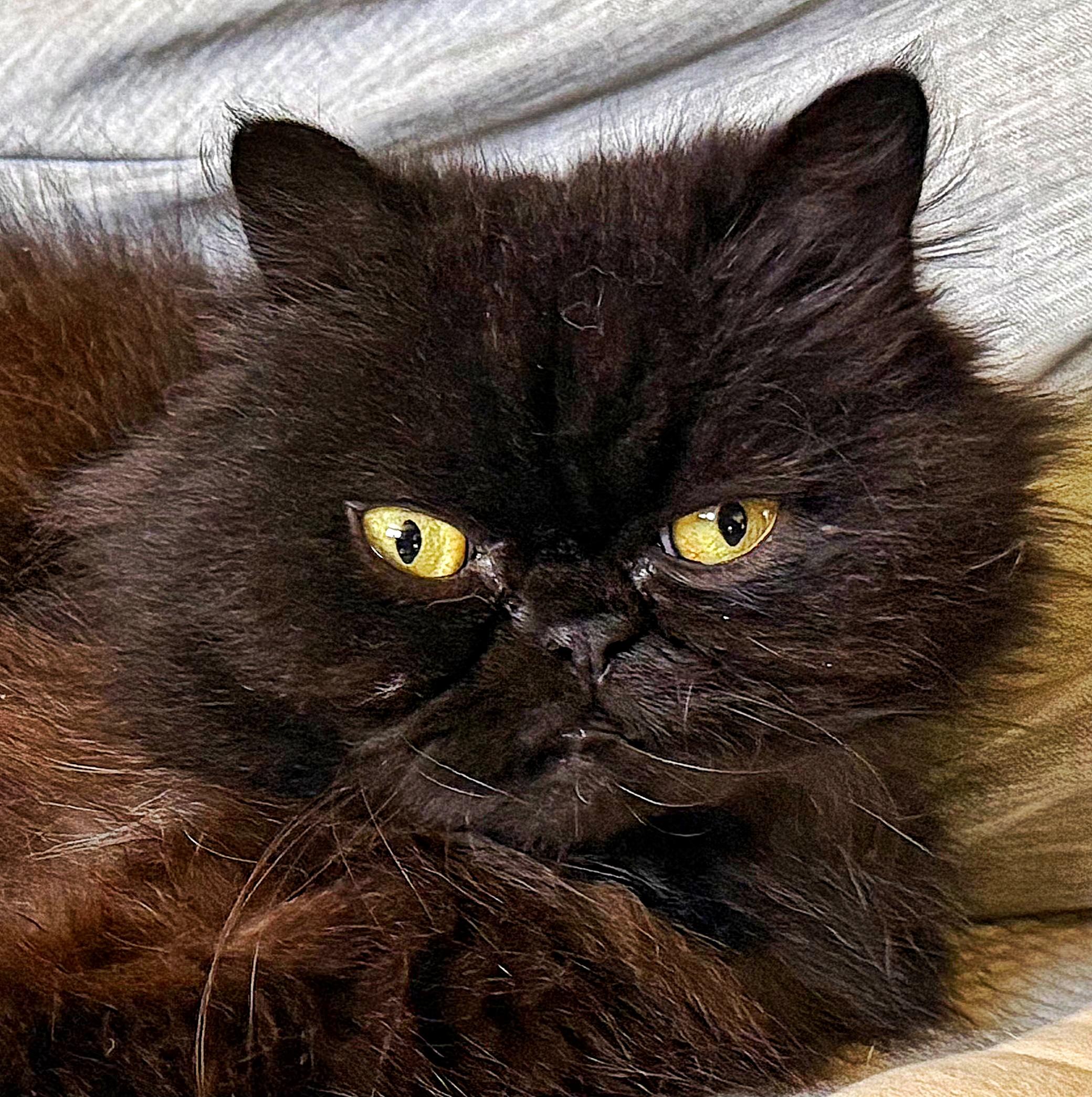 Corbid, a ADOPTABLE Persian in Converse, TX image 1/3