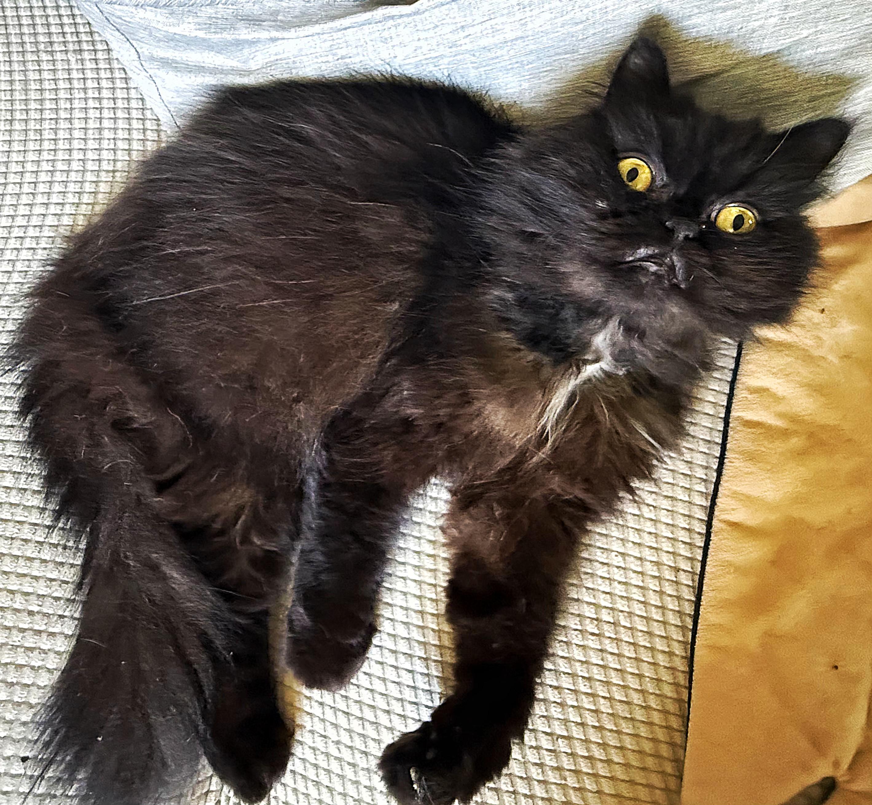 Corbid, a ADOPTABLE Persian in Converse, TX image 3/3