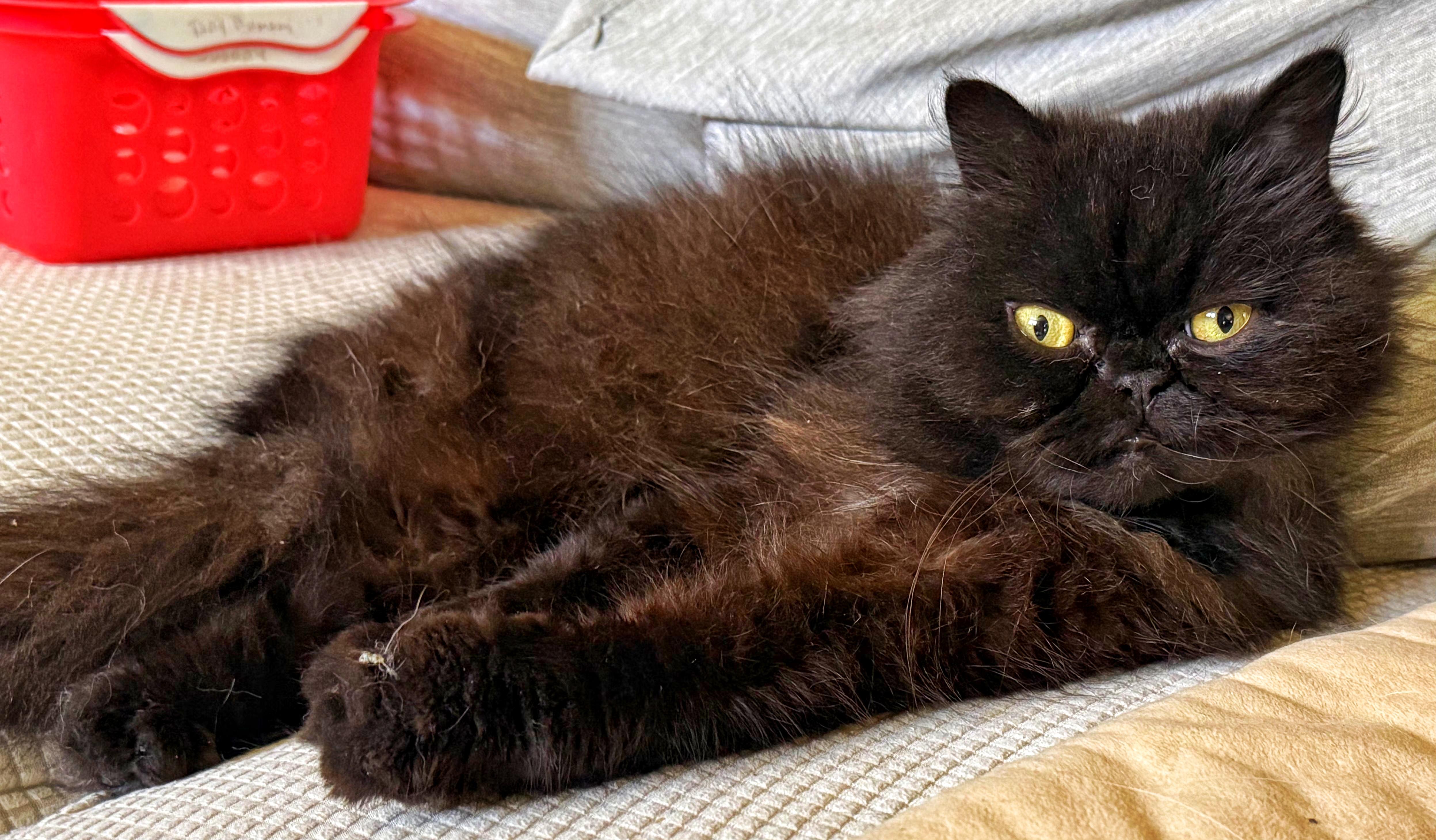 Corbid, a ADOPTABLE Persian in Converse, TX image 2/3