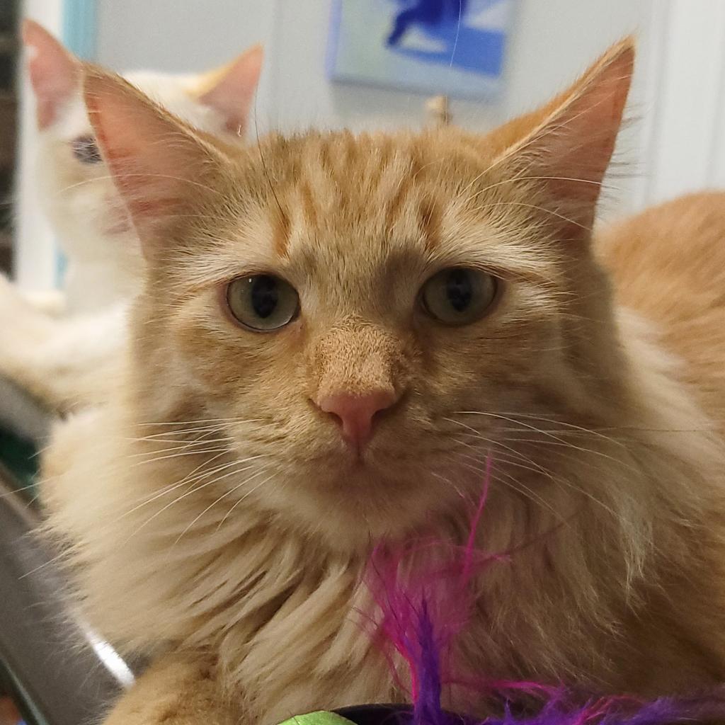 Rolly, Adoptable, Adult Male Domestic Long Hair.