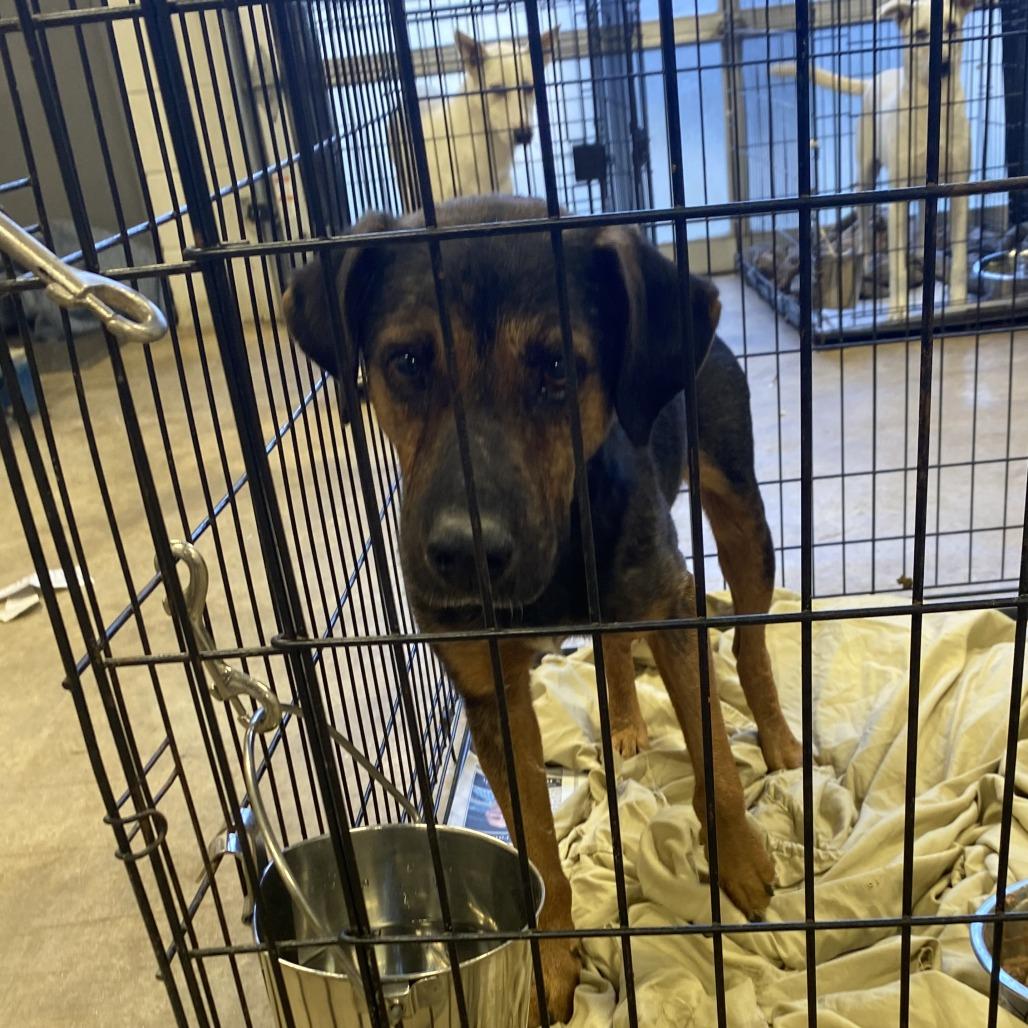 Tex - 110706T, a Adoptable mixed breed in Tupelo, MS image 1/4