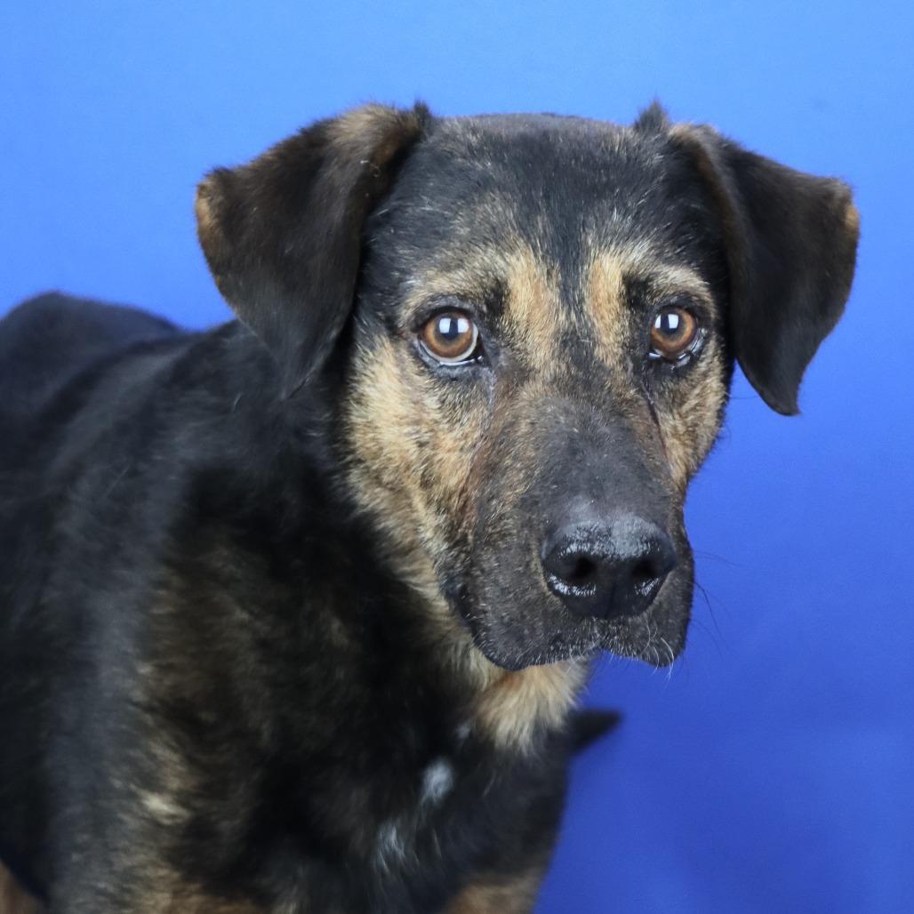 Tex - 110706T, a Adoptable mixed breed in Tupelo, MS image 2/4