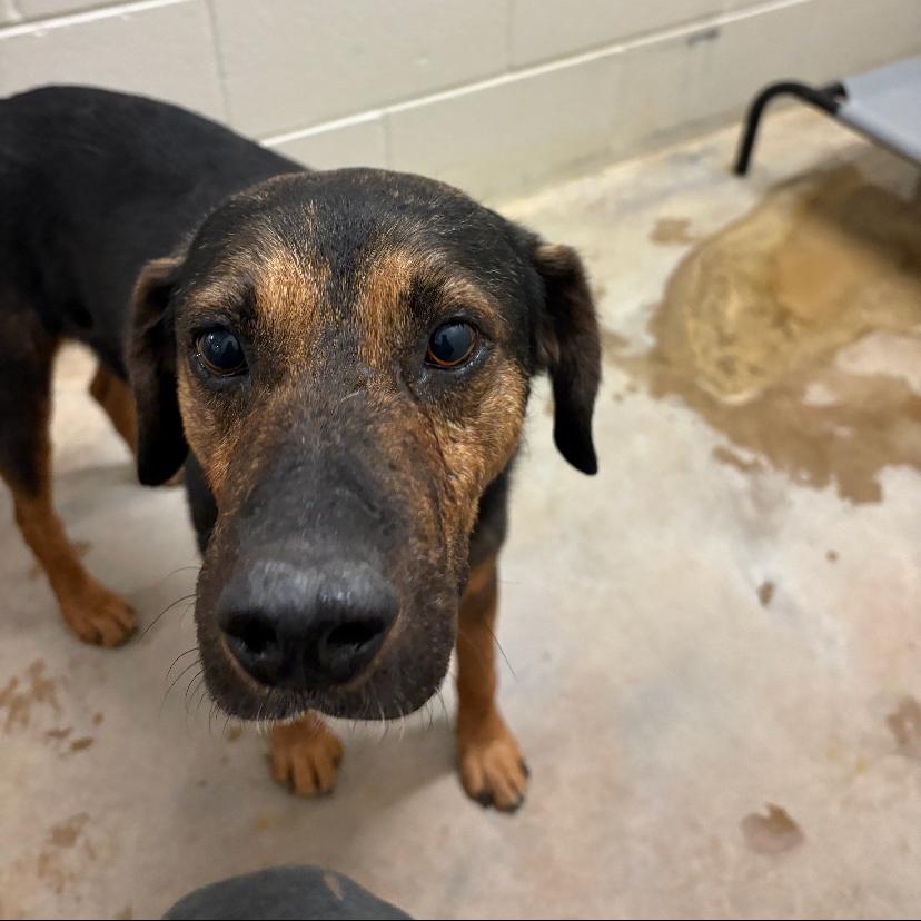 Tex - 110706T, a Adoptable mixed breed in Tupelo, MS image 4/4