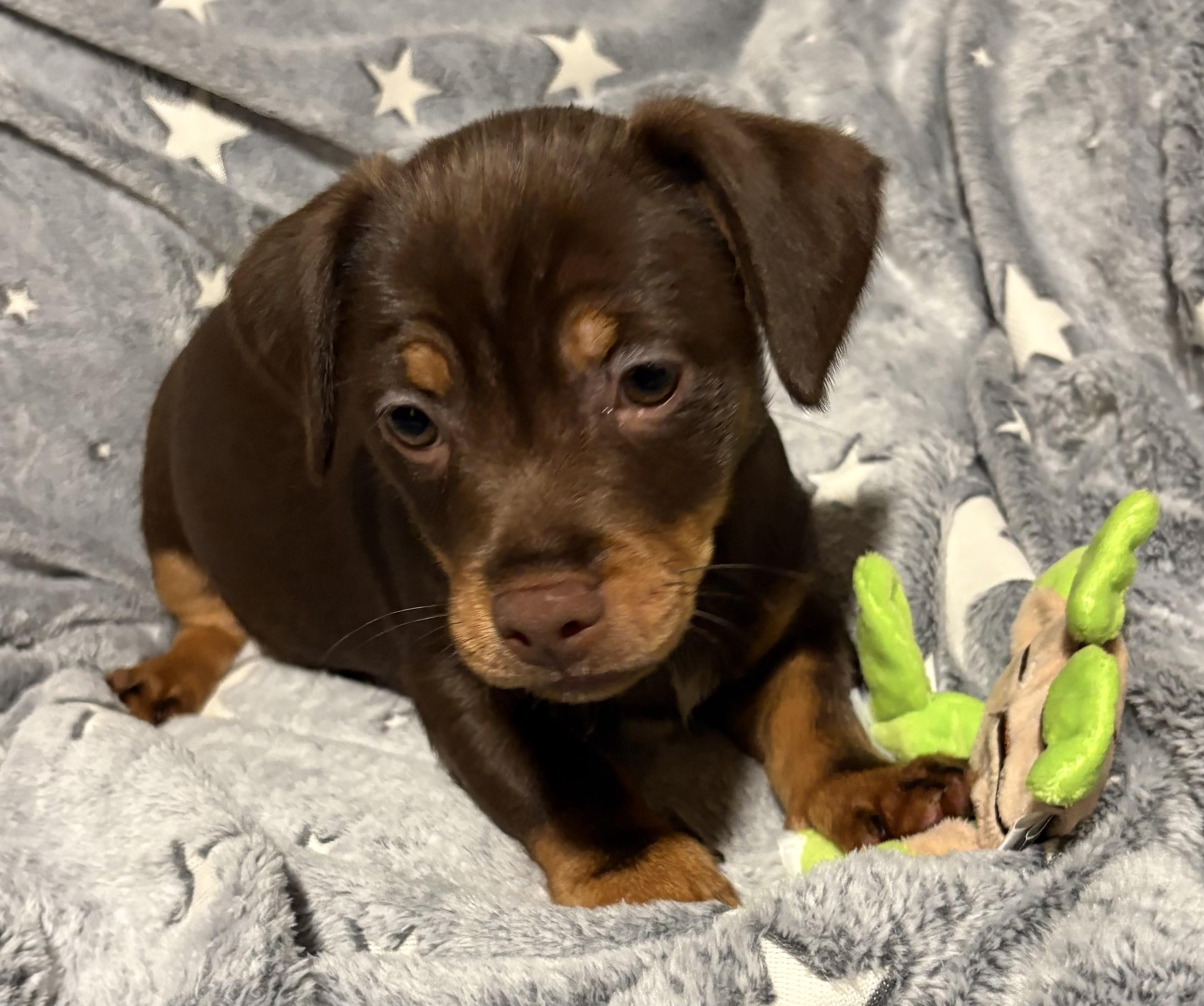 Han Solo, adopted, Puppy Male Chiweenie.