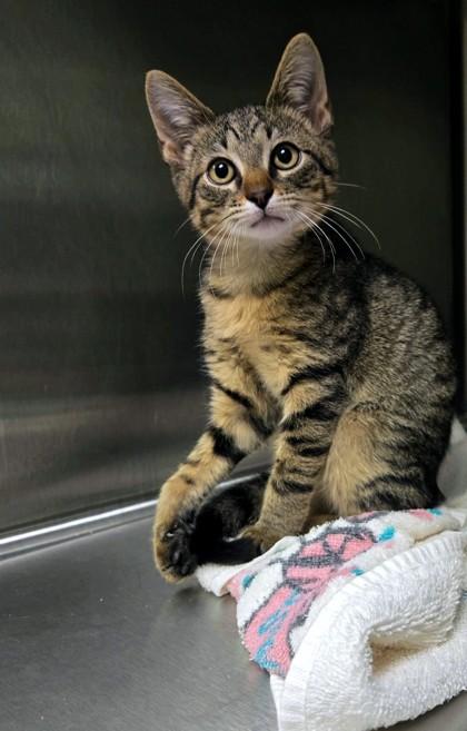 Sugar Ray, Adoptable, Kitten Male Domestic Short Hair & Domestic Short Hair.