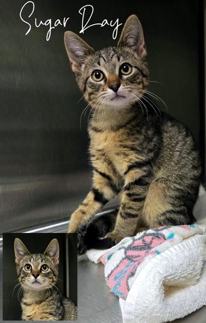 Enlarge Sugar Ray, a Adoptable Domestic Short Hair in Longview, TX image 2/3