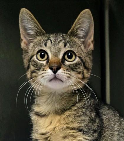 Enlarge Sugar Ray, a Adoptable Domestic Short Hair in Longview, TX image 3/3