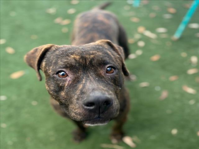 JINU, Adoptable, Young Male Staffordshire Bull Terrier & Mixed Breed.