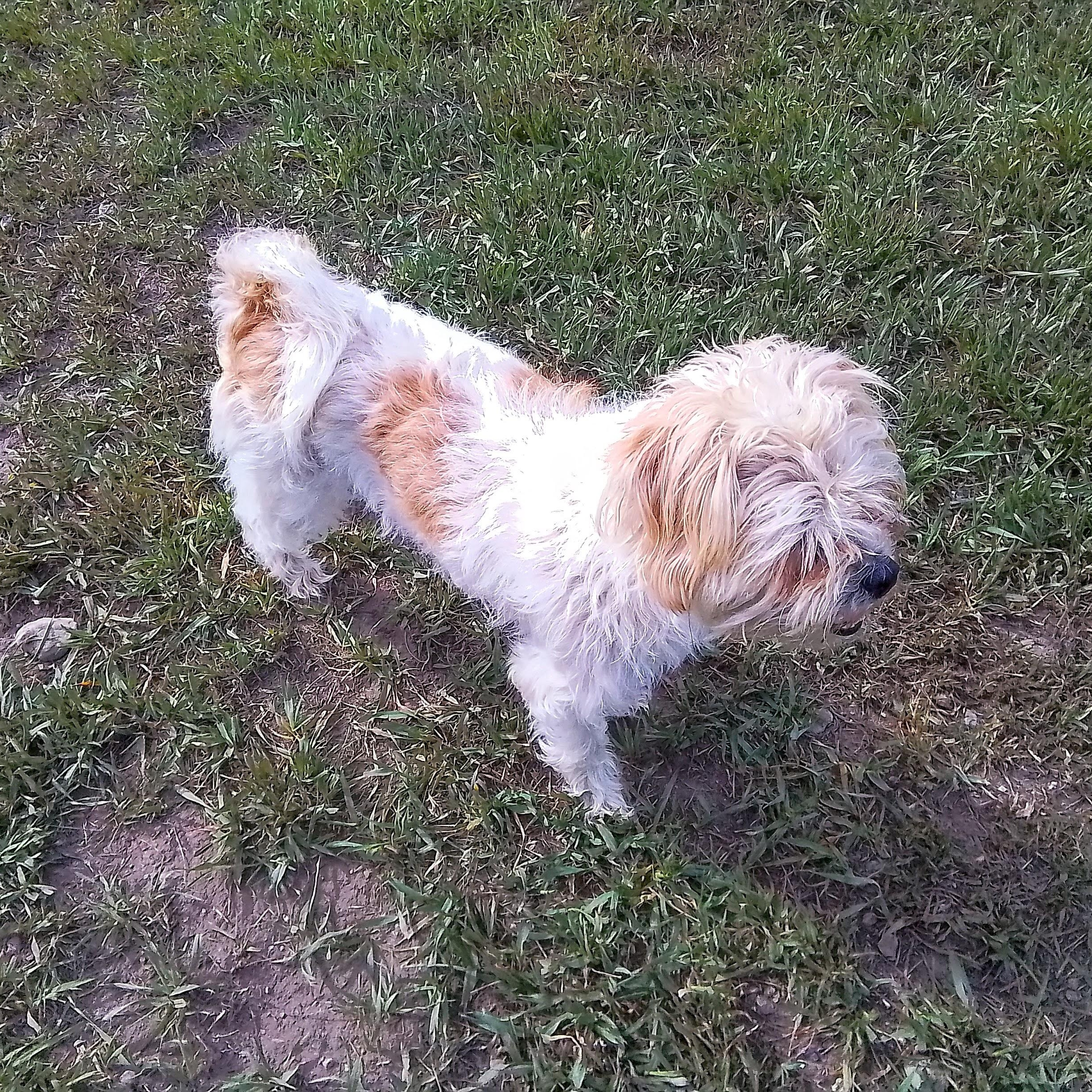 Enlarge Scamp, an adopted mixed breed in Oroville, WA image 4/6