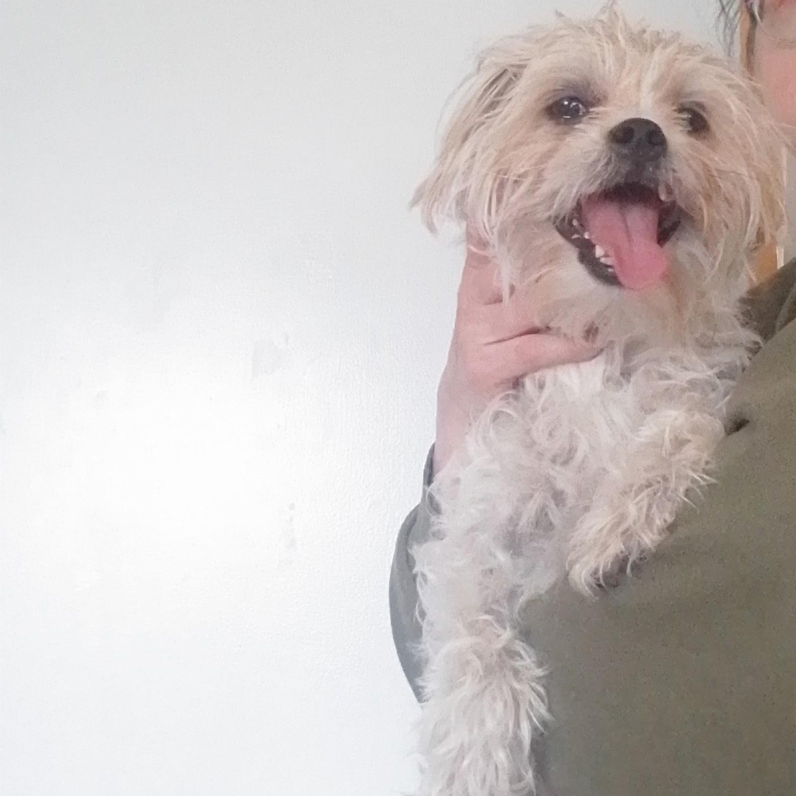 Enlarge Scamp, an adopted mixed breed in Oroville, WA image 3/6