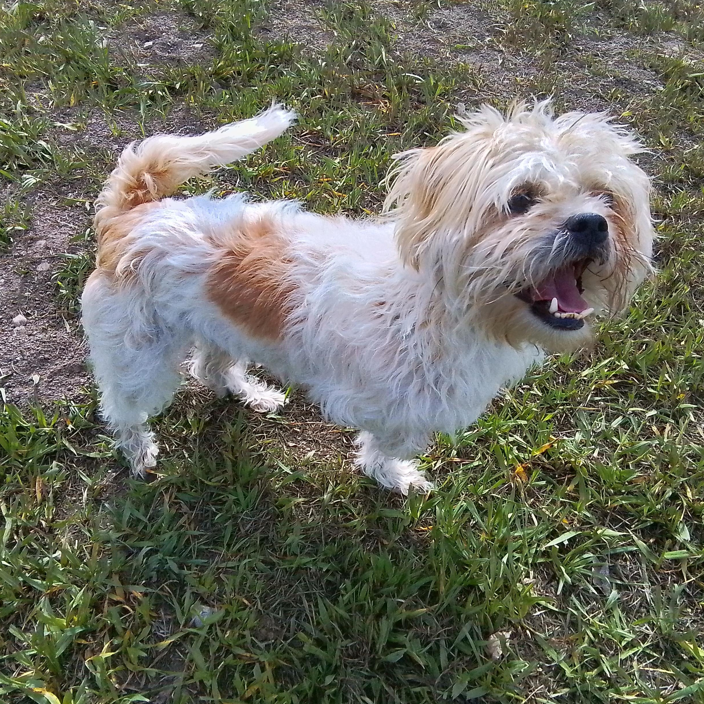 Enlarge Scamp, an adopted mixed breed in Oroville, WA image 6/6