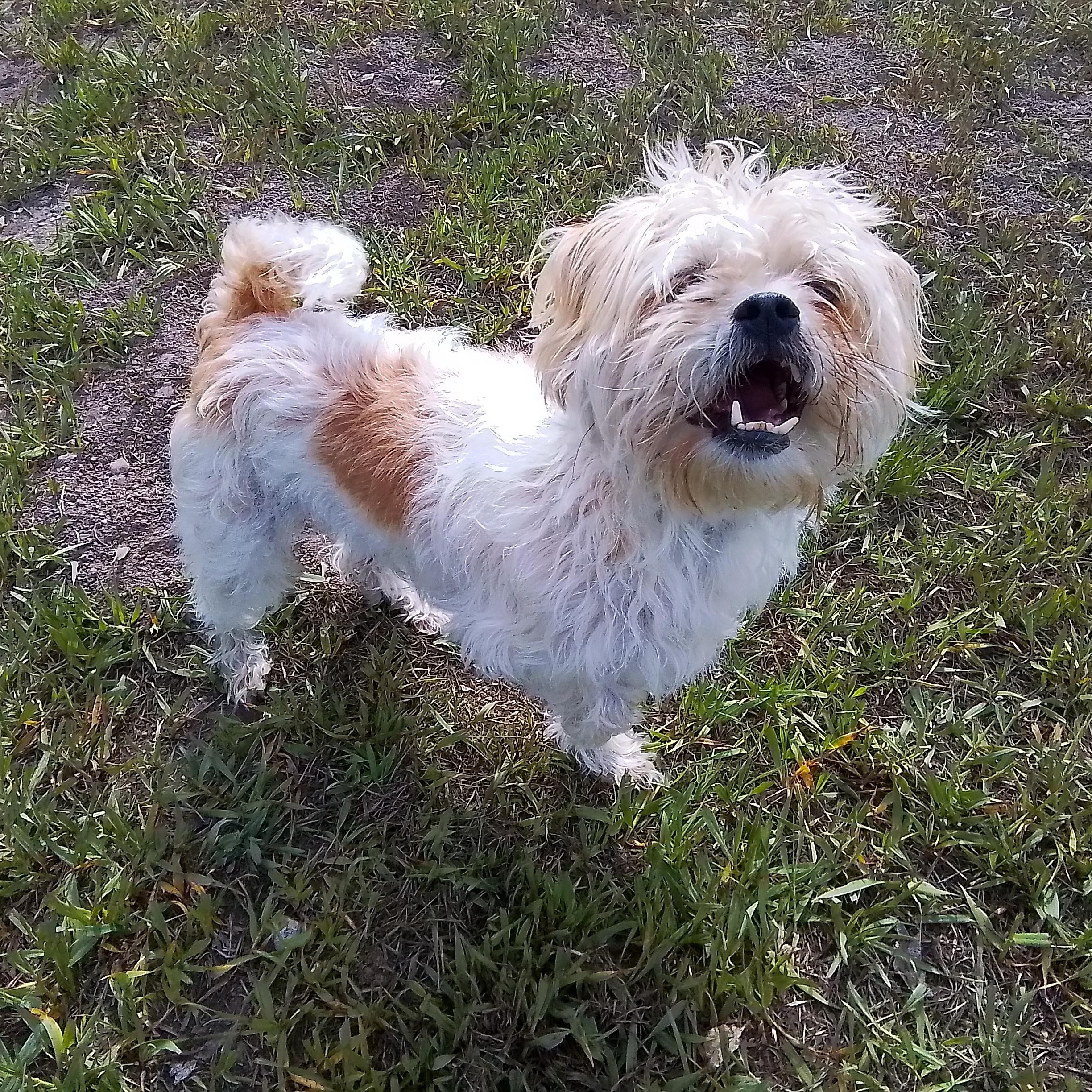 Enlarge Scamp, an adopted mixed breed in Oroville, WA image 2/6