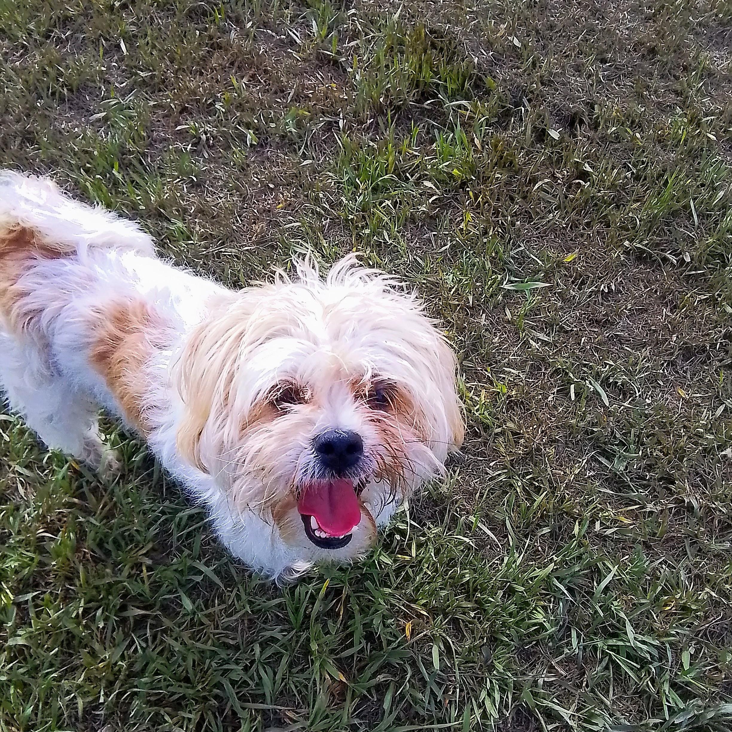 Enlarge Scamp, an adopted mixed breed in Oroville, WA image 1/6