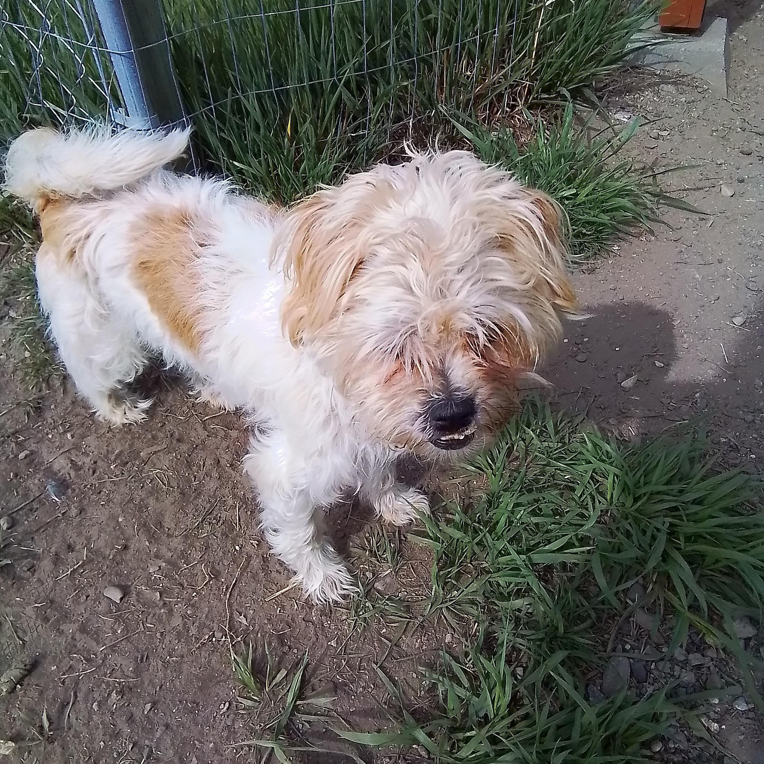 Enlarge Scamp, an adopted mixed breed in Oroville, WA image 5/6