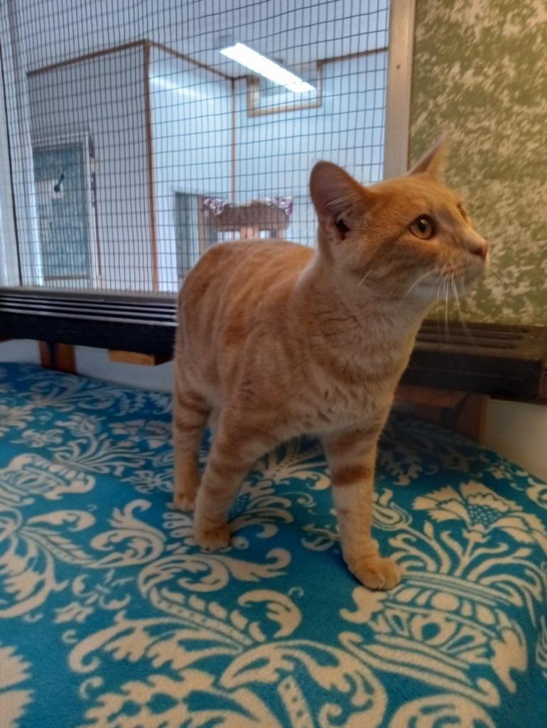 Bugsy, Adoptable, Young Male Domestic Short Hair.