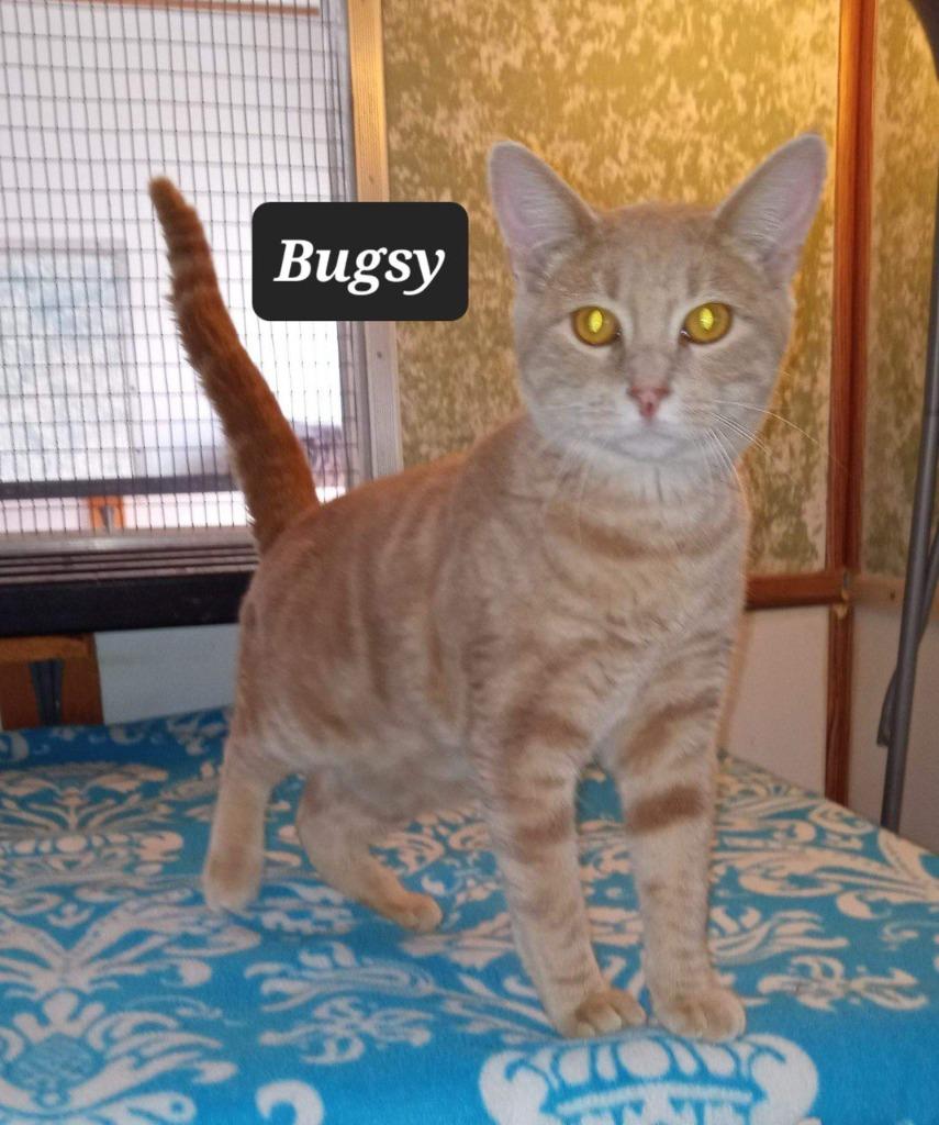 Enlarge Bugsy, a Adoptable mixed breed in Buffalo, MO image 2/3