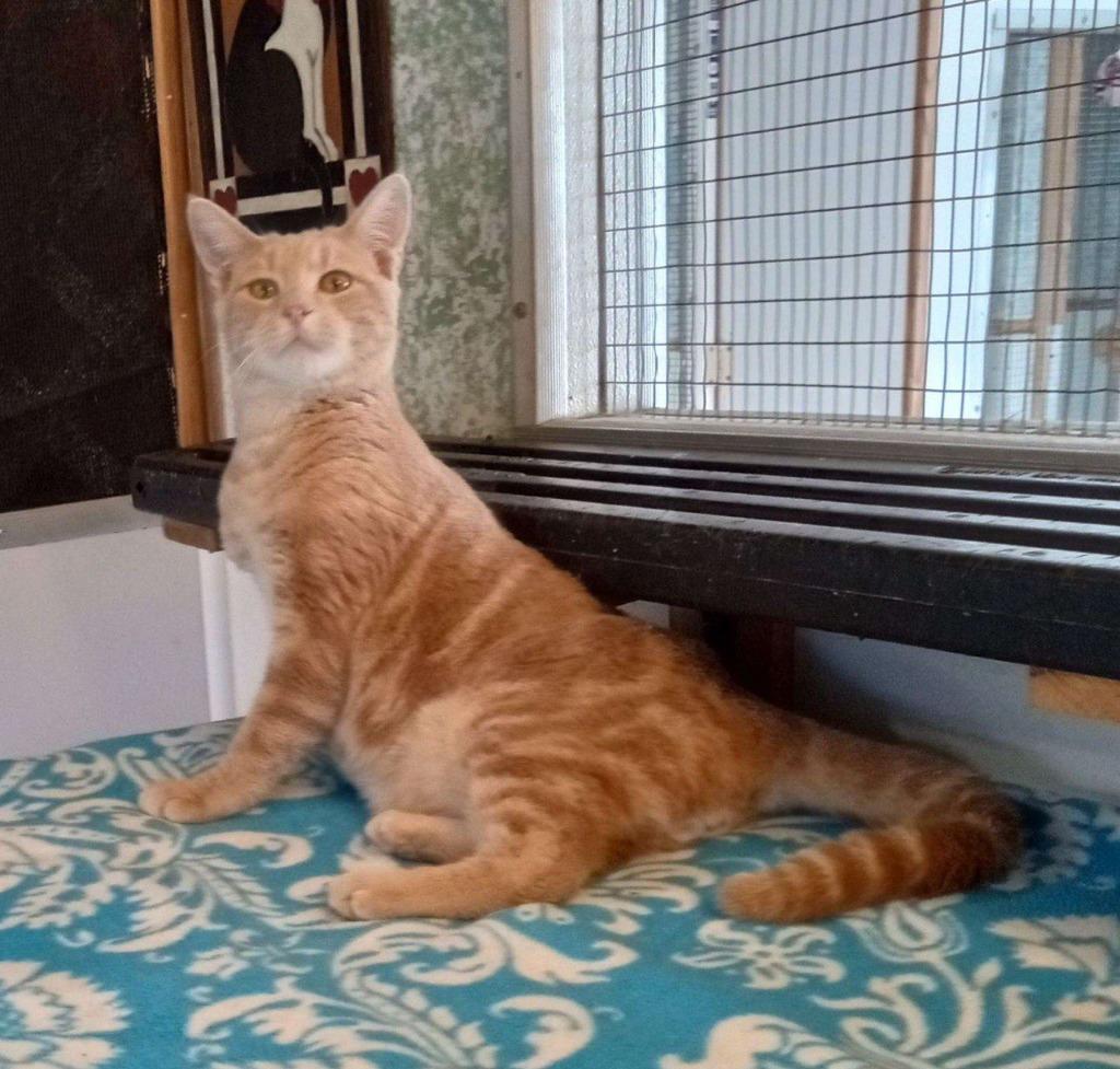 Enlarge Bugsy, a Adoptable mixed breed in Buffalo, MO image 3/3