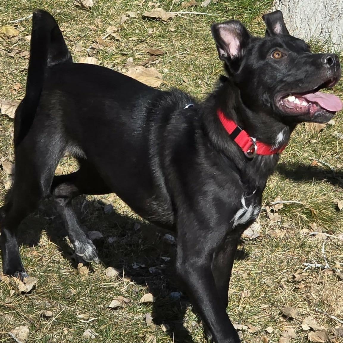 Meeka, a Adoptable mixed breed in Price, UT image 2/4