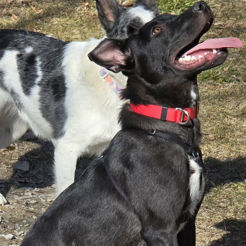 Meeka, a Adoptable mixed breed in Price, UT image 1/4