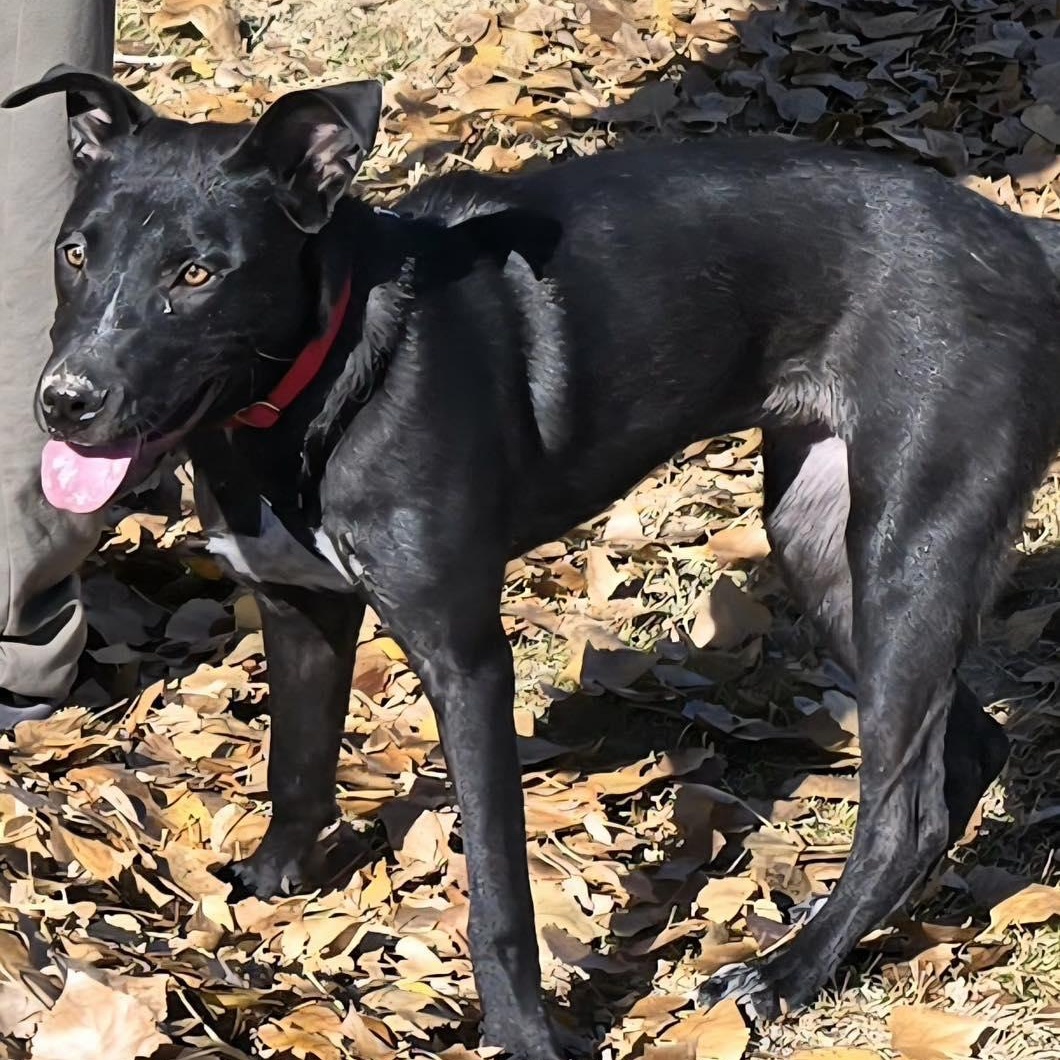 Meeka, a Adoptable mixed breed in Price, UT image 4/4
