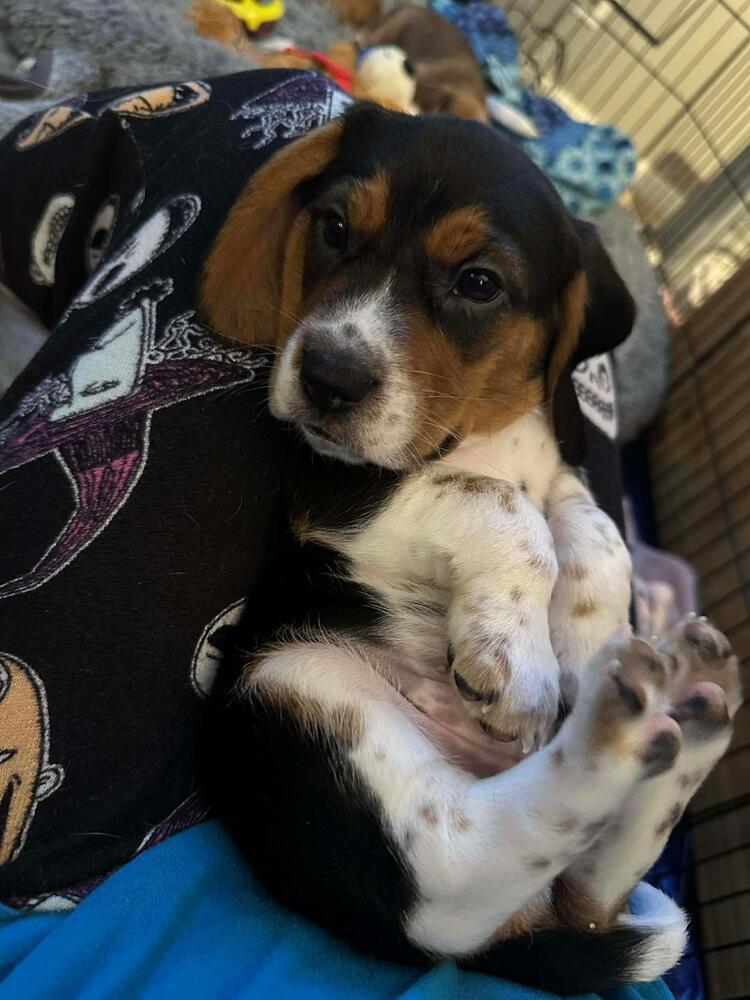 Tater - Fostered in Omaha, Adoptable, Puppy Male Beagle.