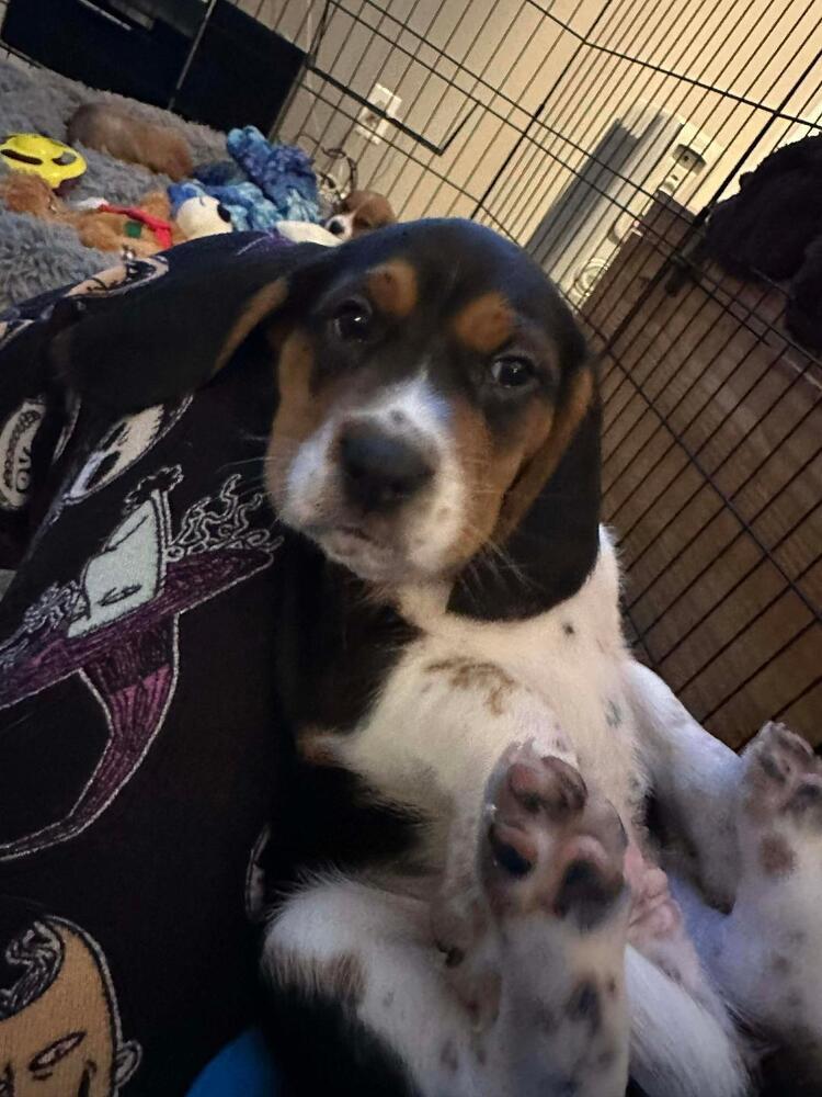 Enlarge Tater - Fostered in Omaha, a Adoptable Beagle in Shawnee Mission, KS image 3/3