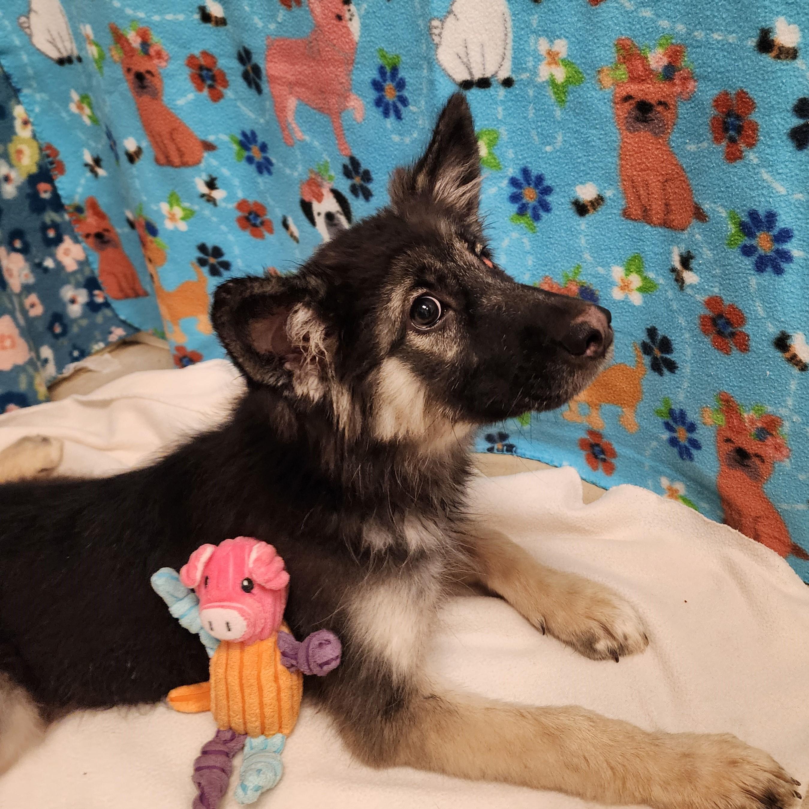 Enlarge Mowgli, a ADOPTABLE mixed breed in ALPINE, TX image 4/5