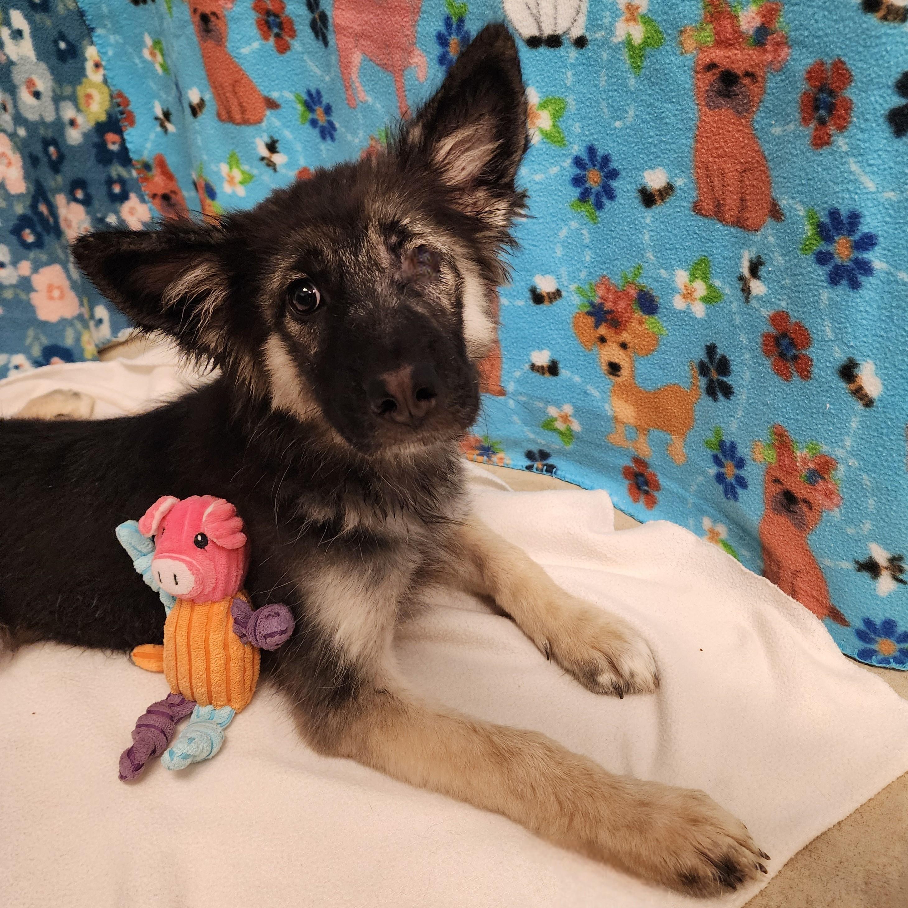 Enlarge Mowgli, a ADOPTABLE mixed breed in ALPINE, TX image 5/5