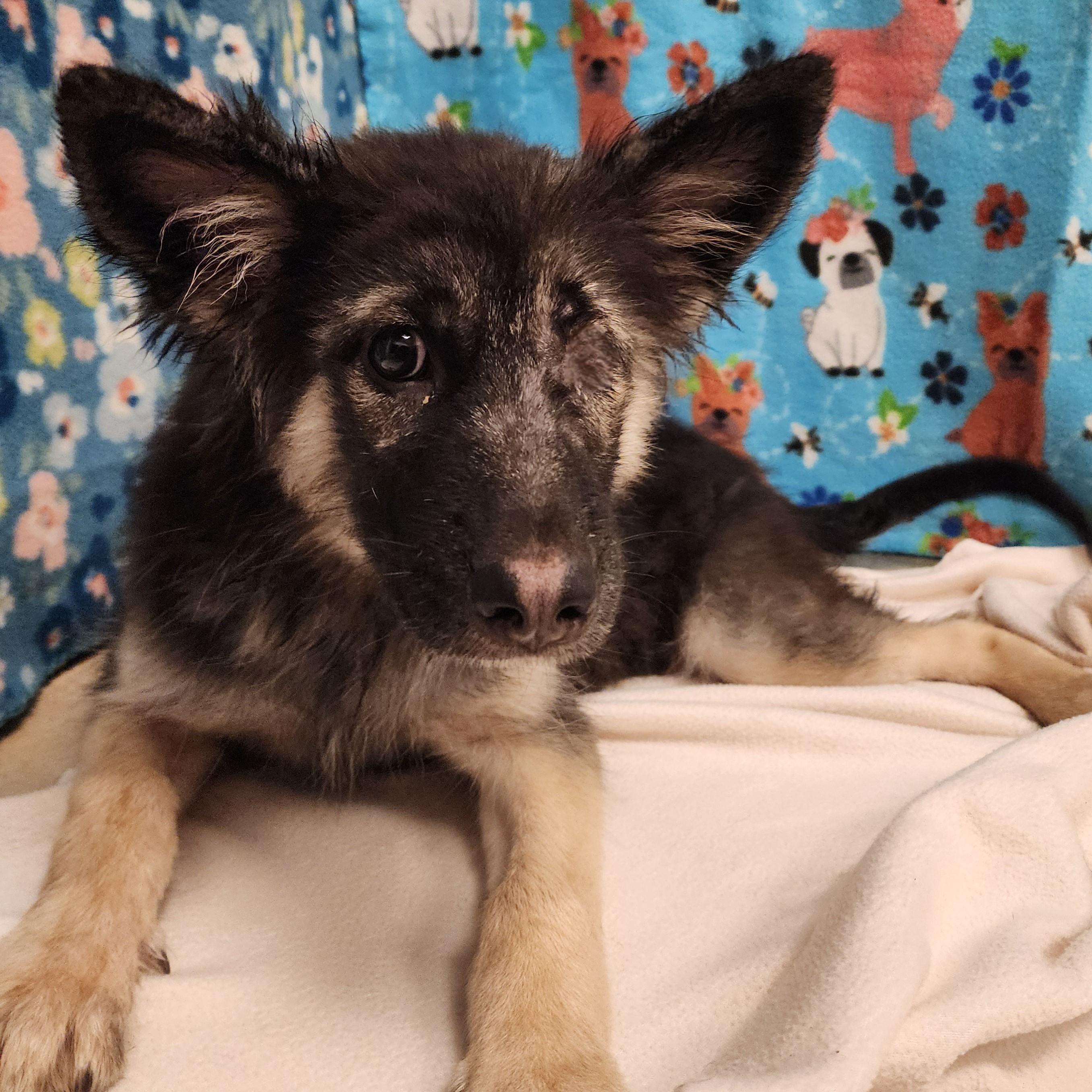 Enlarge Mowgli, a ADOPTABLE mixed breed in ALPINE, TX image 3/5