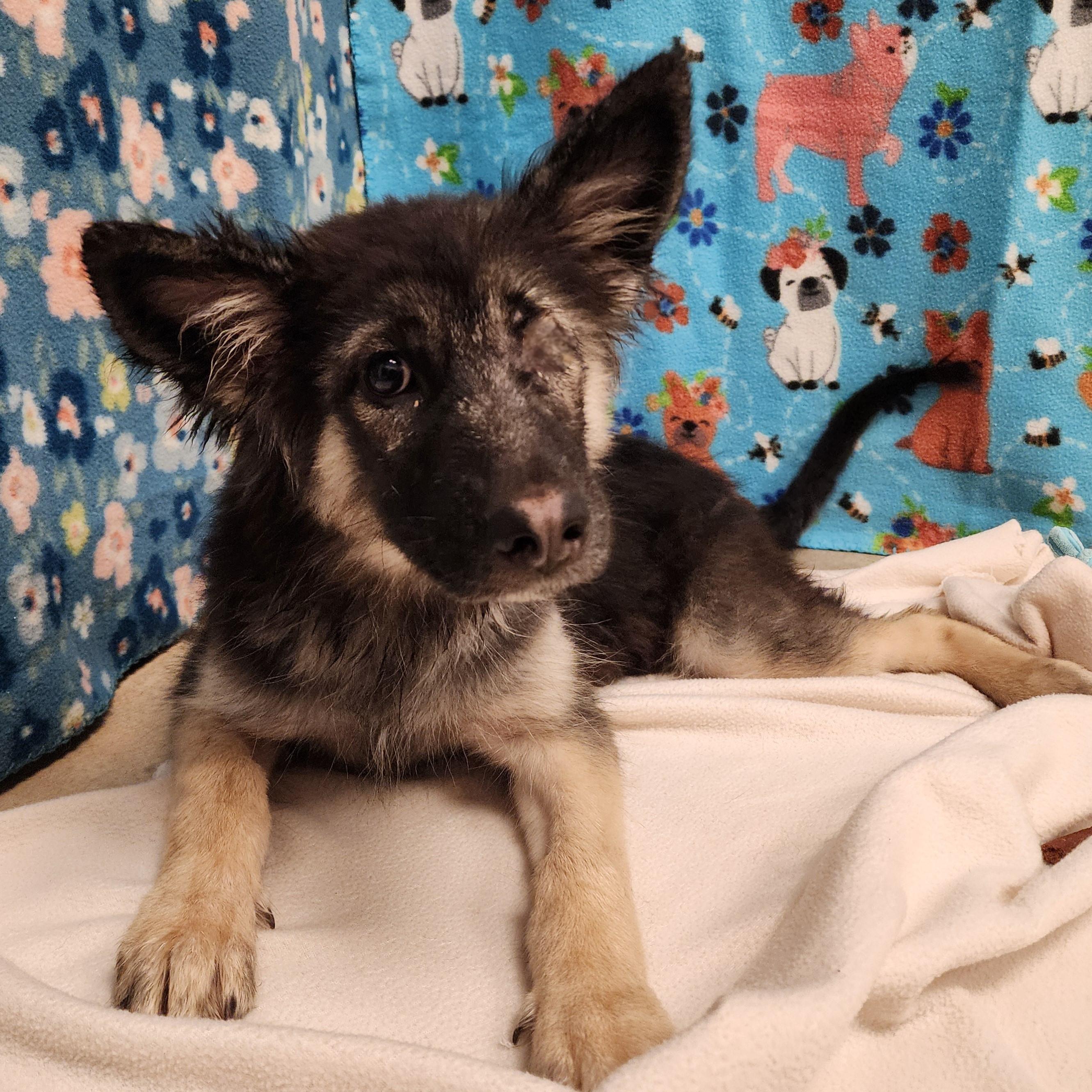 Mowgli, ADOPTABLE, Young Female Shepherd & Husky.