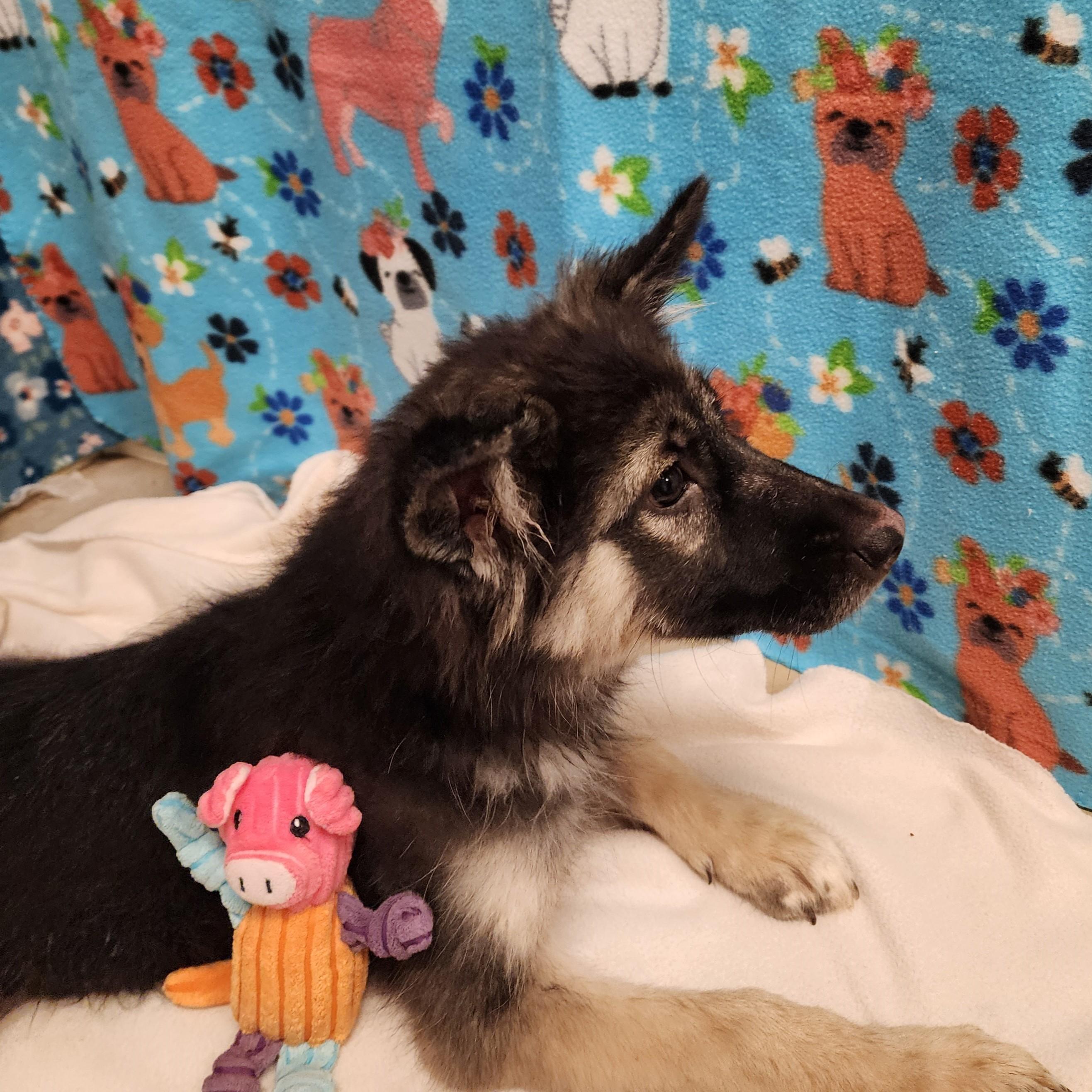 Enlarge Mowgli, a ADOPTABLE mixed breed in ALPINE, TX image 2/5