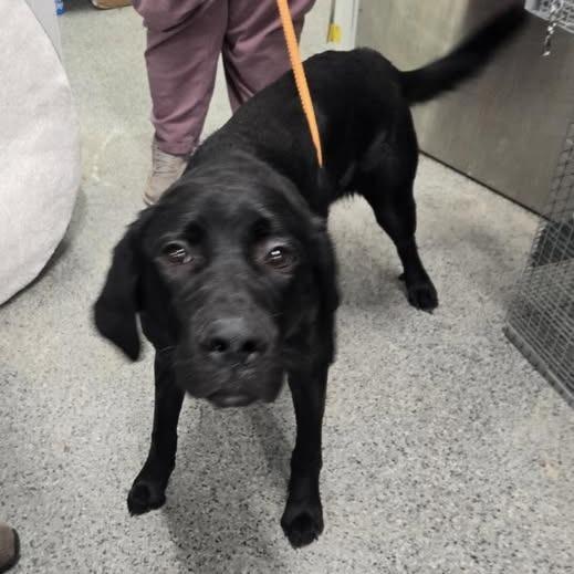 Liza, Adoptable, Young Female Mixed Breed.