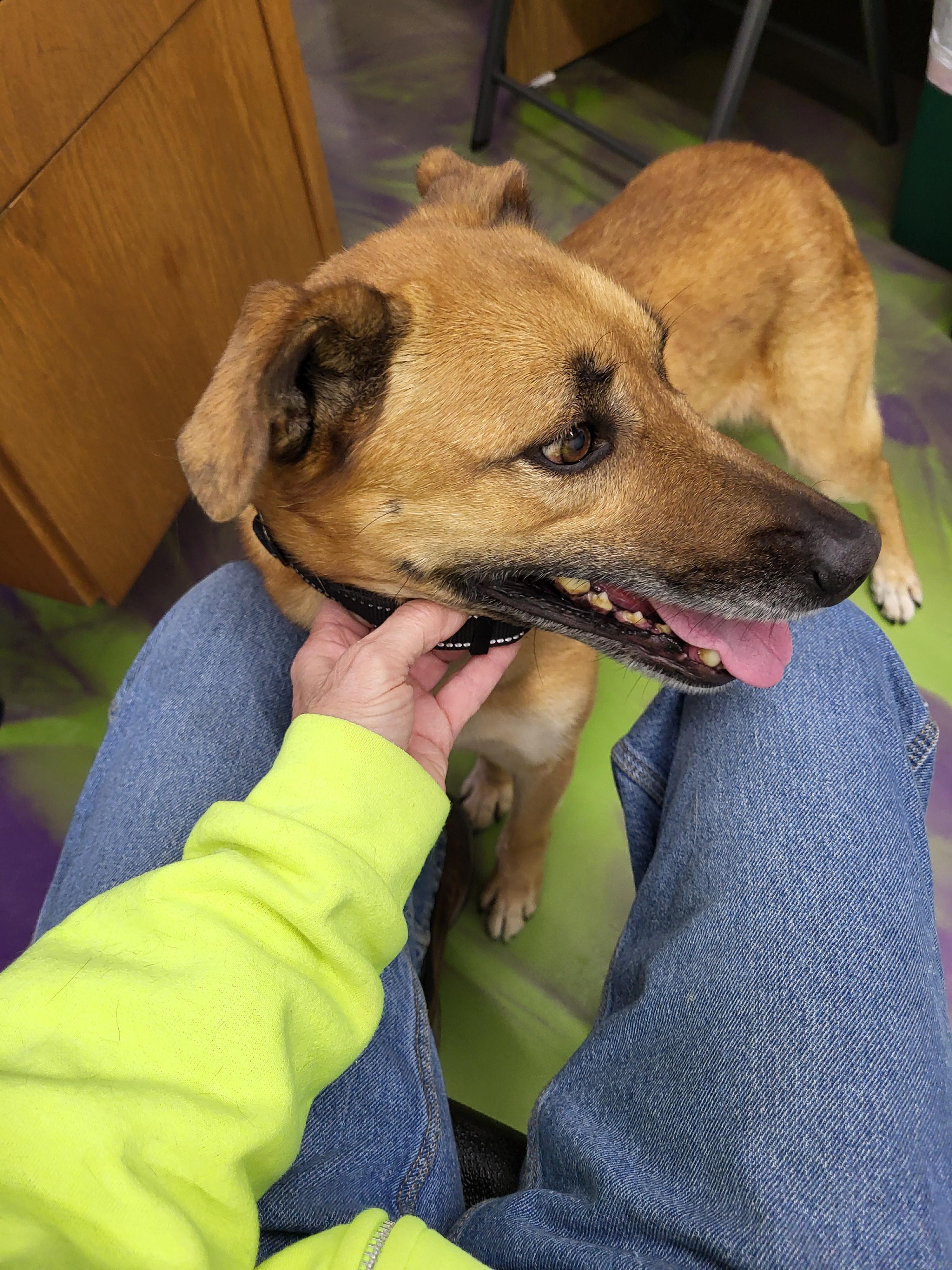 Sasha, a Adoptable Shepherd in Anna, IL image 1/3