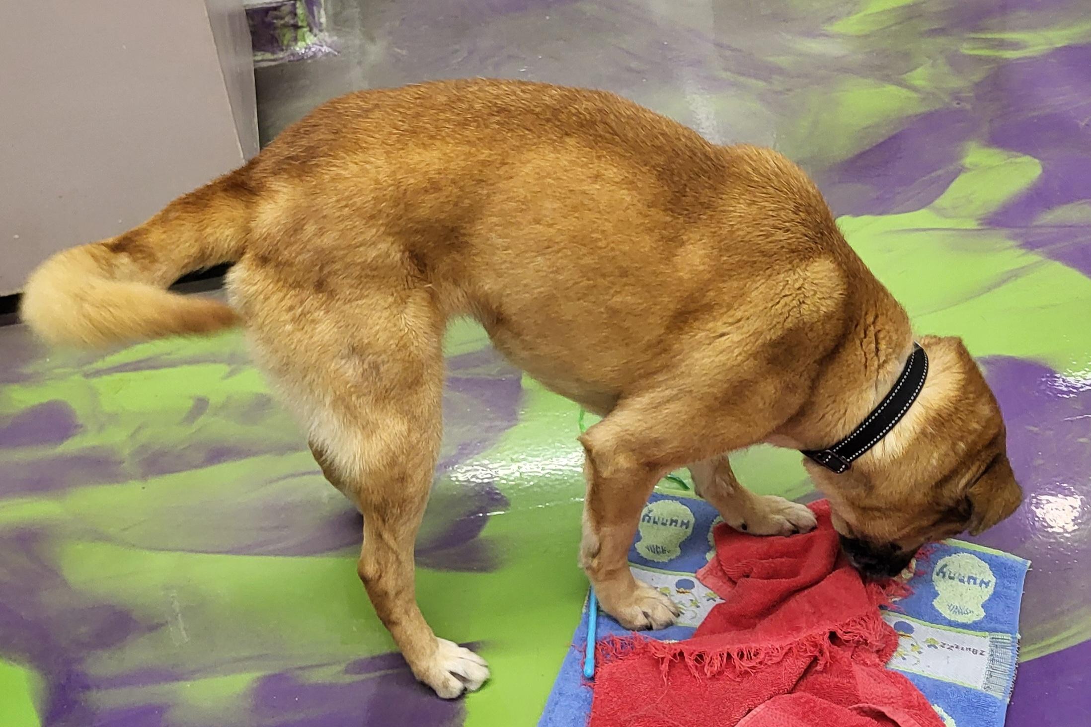 Sasha, a Adoptable Shepherd in Anna, IL image 2/3