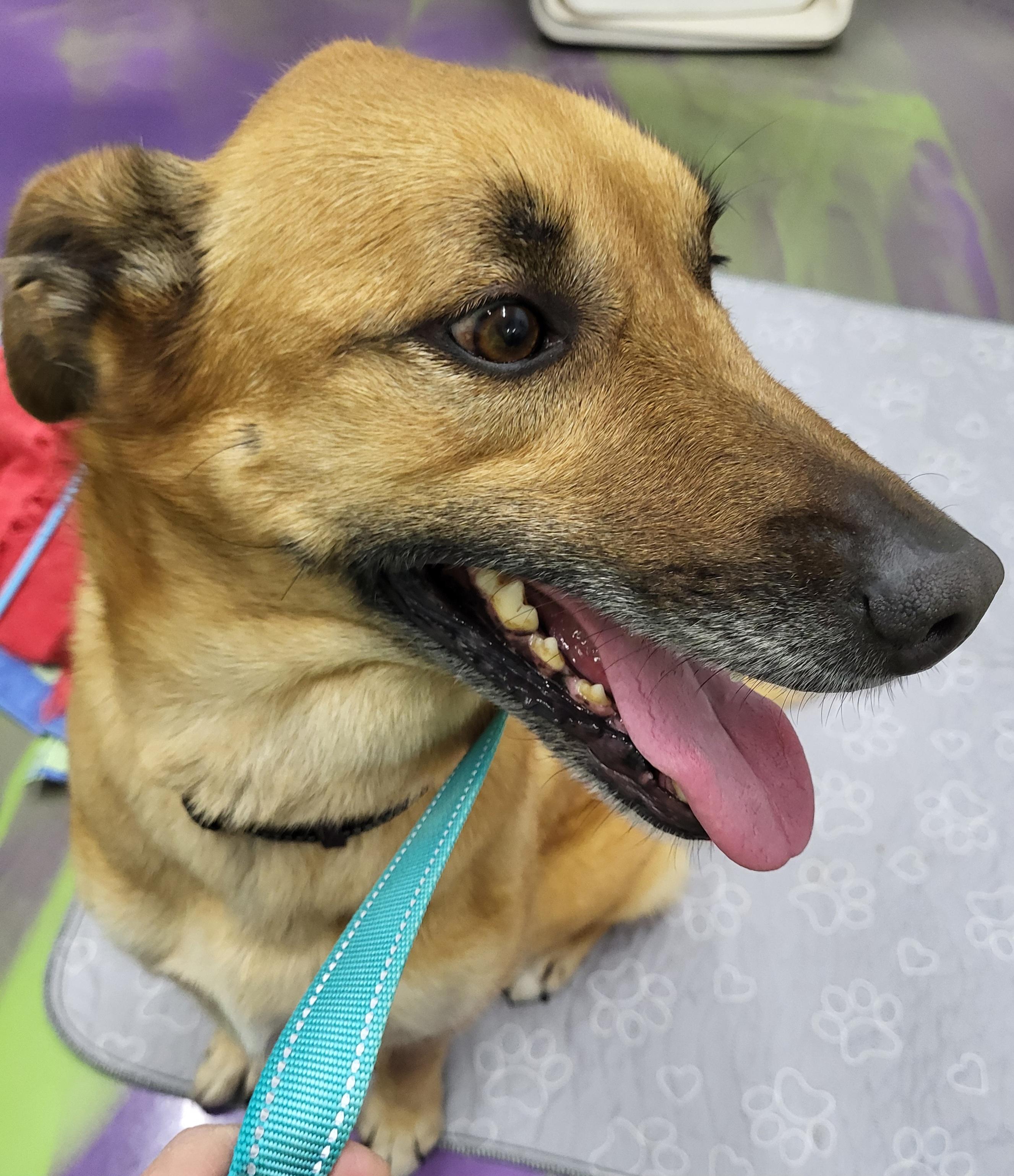 Sasha, Adoptable, Adult Female Shepherd.