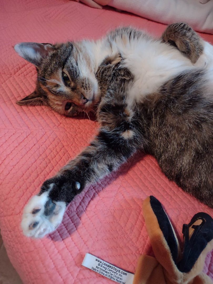 Brandi, Adoptable, Adult Female Domestic Short Hair.