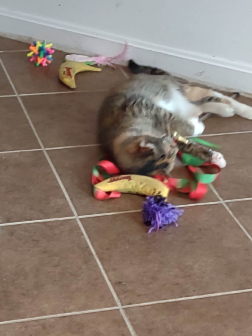 Enlarge Brandi, a Adoptable Domestic Short Hair in Leesburg, VA image 2/6