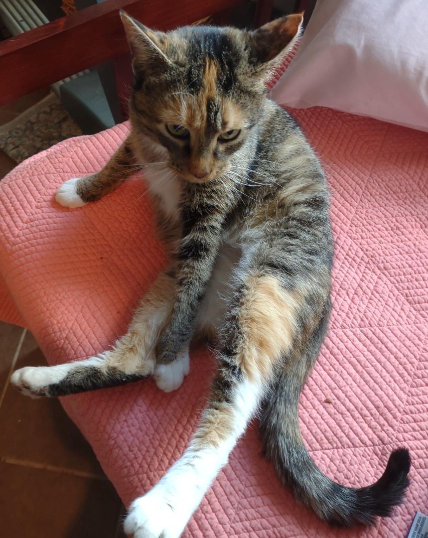 Enlarge Brandi, a Adoptable Domestic Short Hair in Leesburg, VA image 3/6