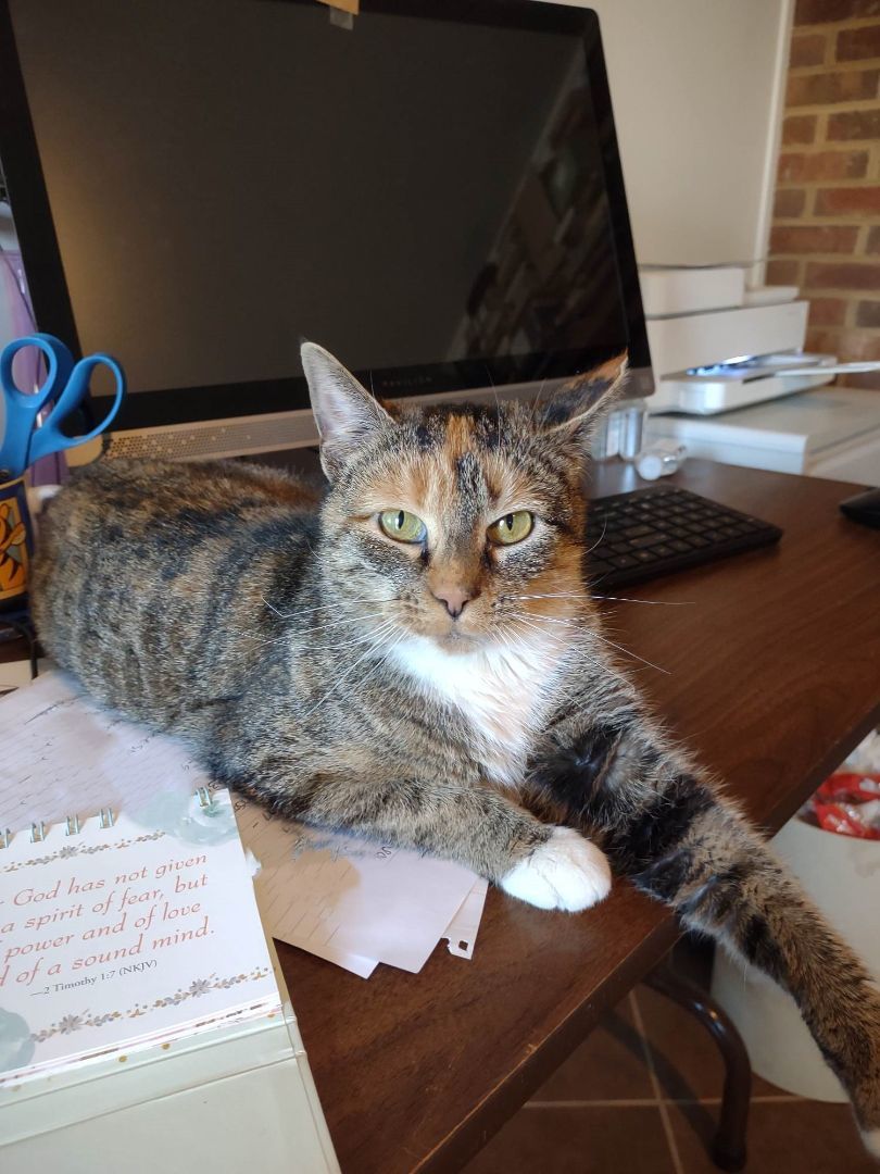 Enlarge Brandi, a Adoptable Domestic Short Hair in Leesburg, VA image 4/6