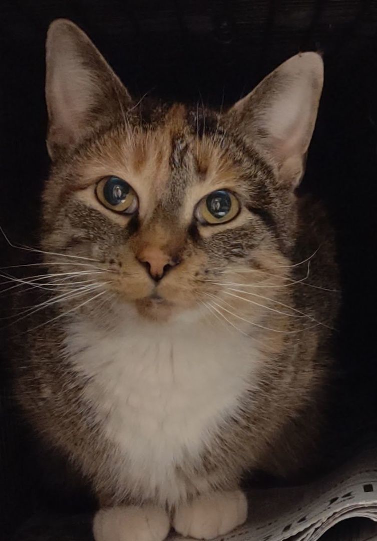 Enlarge Brandi, a Adoptable Domestic Short Hair in Leesburg, VA image 5/6